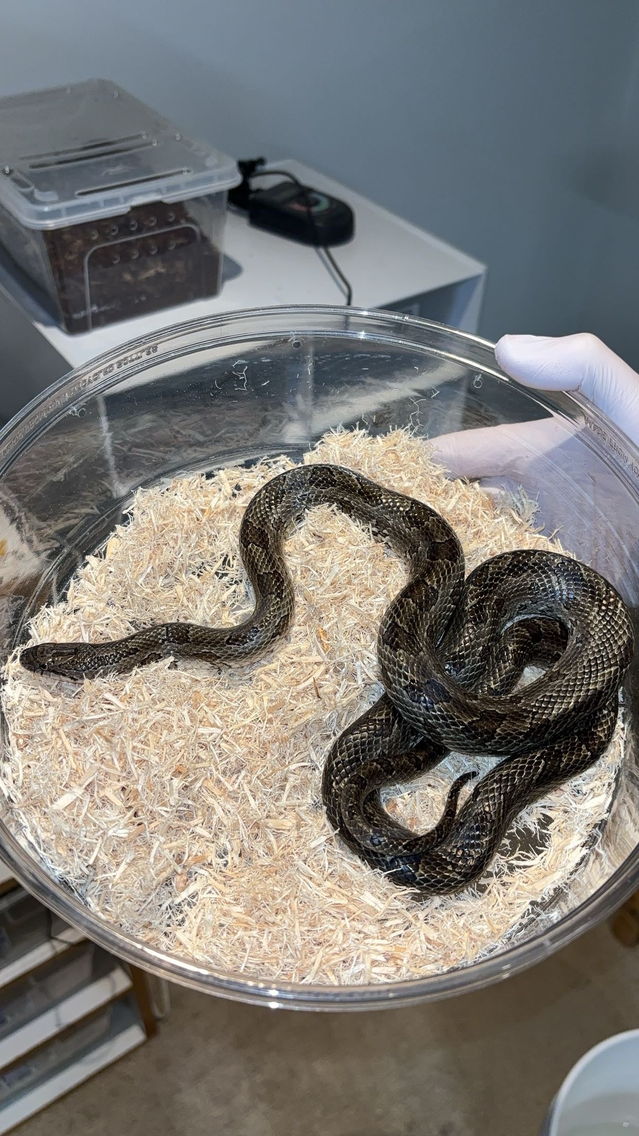 1.0 Natchitoches Parish, LA Prairie Kingsnake (Lampropeltis calligaster)