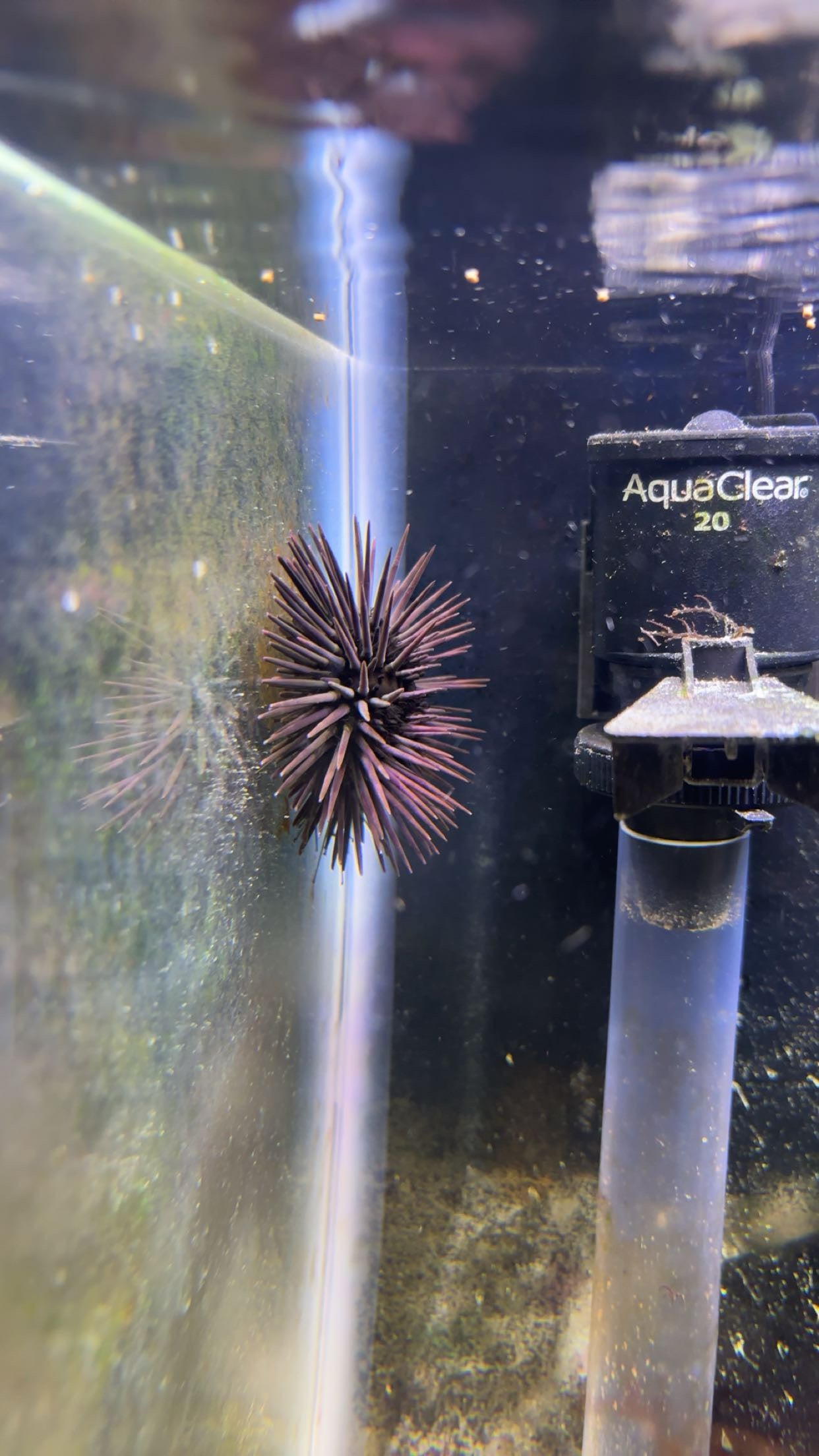 Atlantic Purple Sea Urchin (Arbacia punctulata)