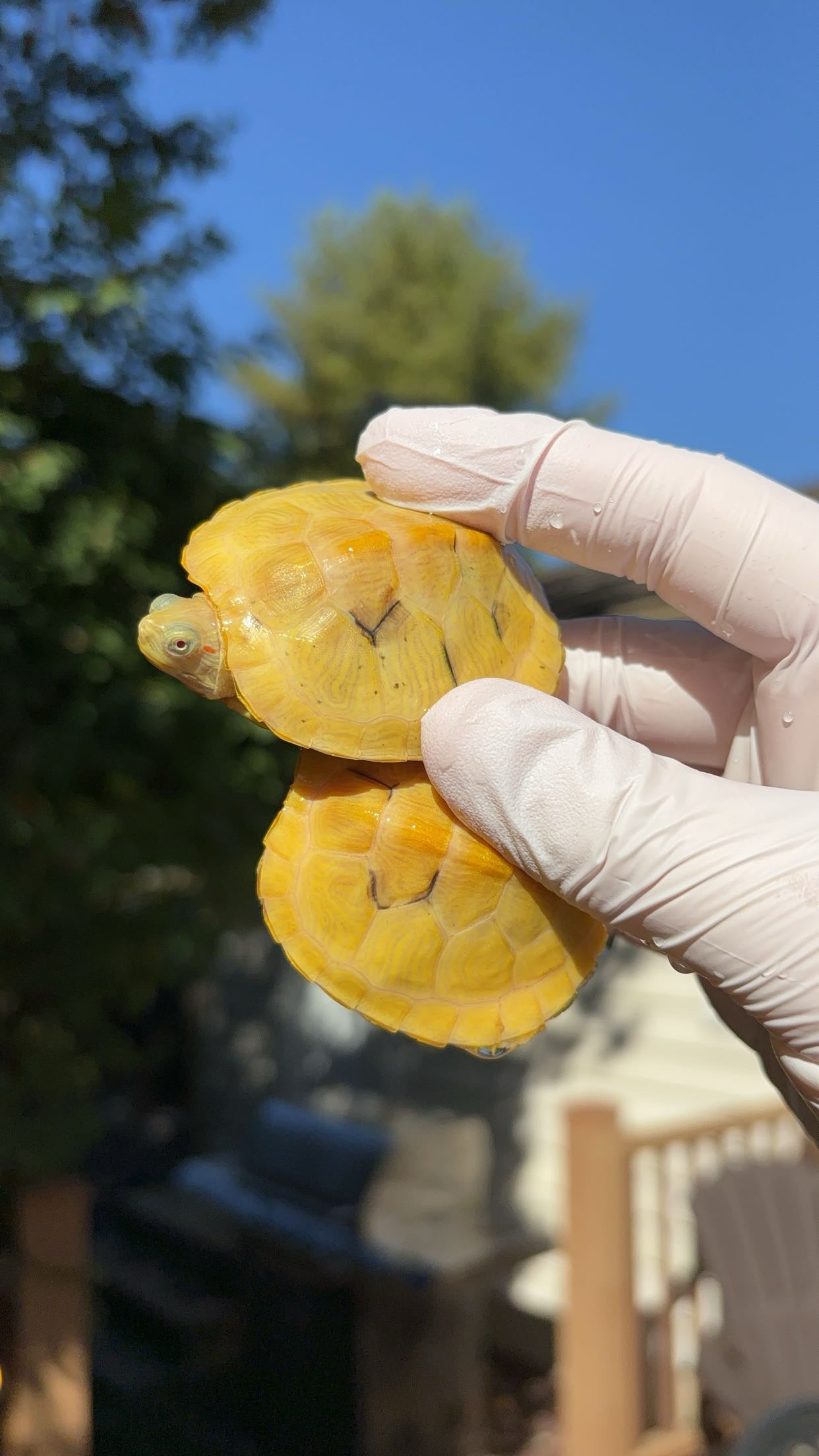 Paradox Albino Red-eared Slider (Trachemys scripta elegans)
