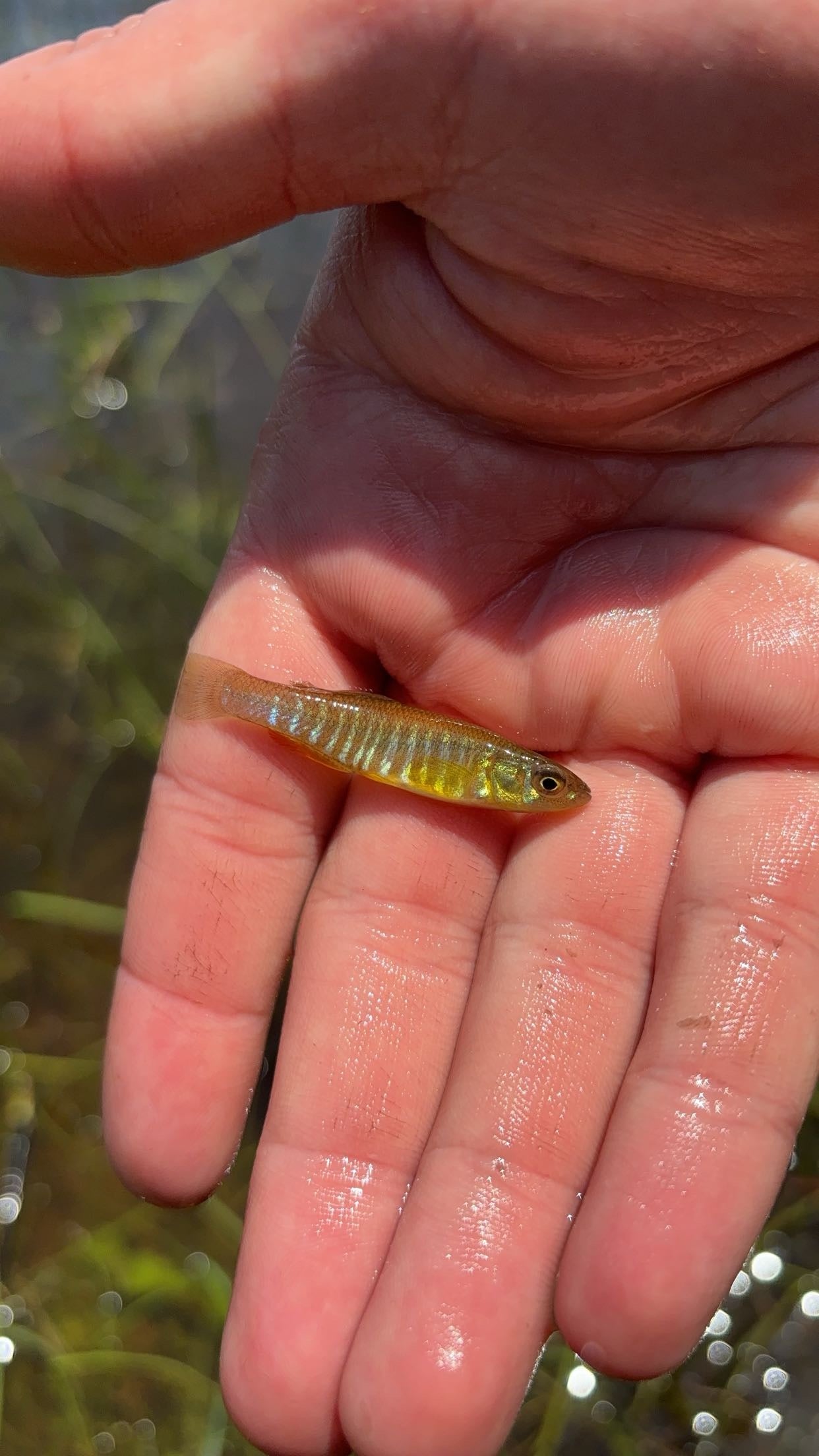 Eastern Banded Killifish (Fundulus d. diaphanus)