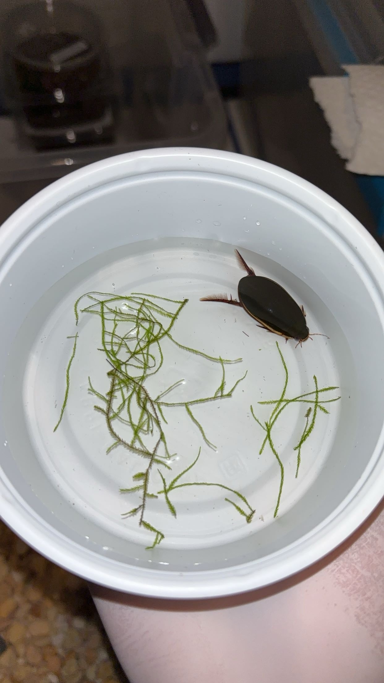 Giant Predaceous Diving Beetle (Cybister fimbriolatus)