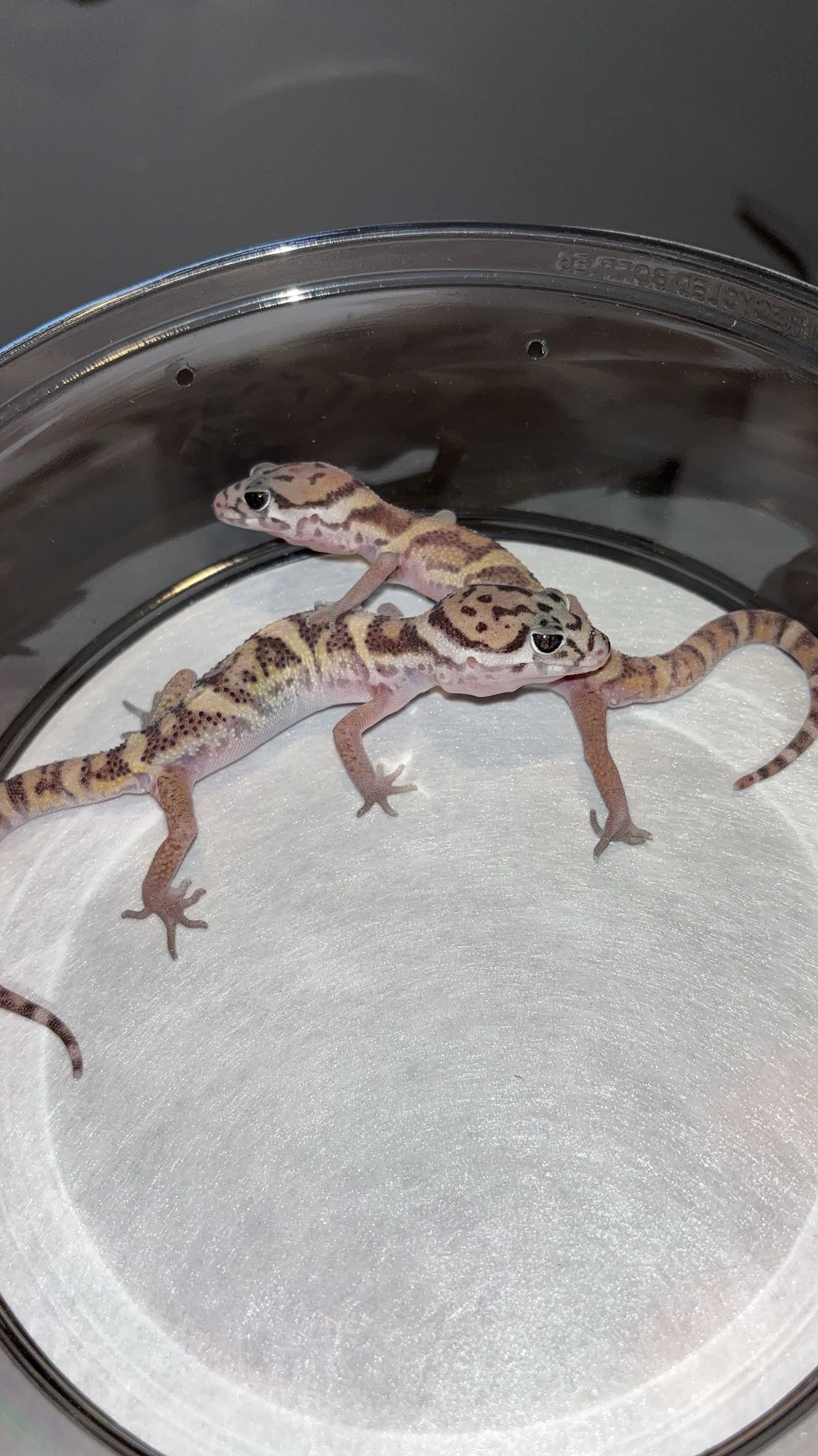 LTC Central American Banded Gecko (Coleonyx mitratus)