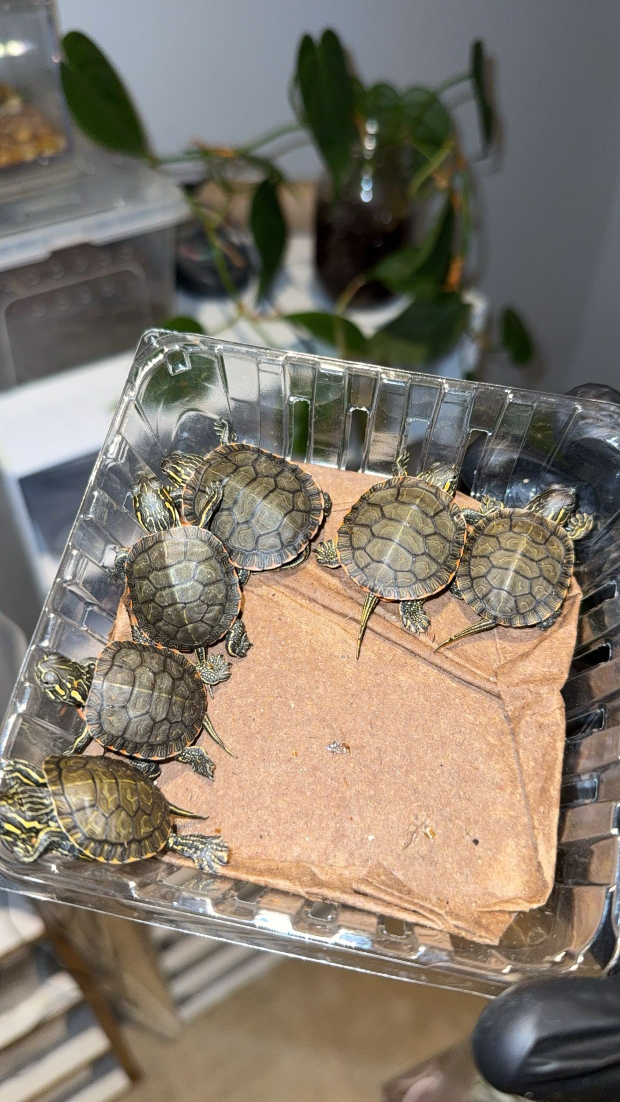 Western Painted Turtle (Chrysemys p. bellii)