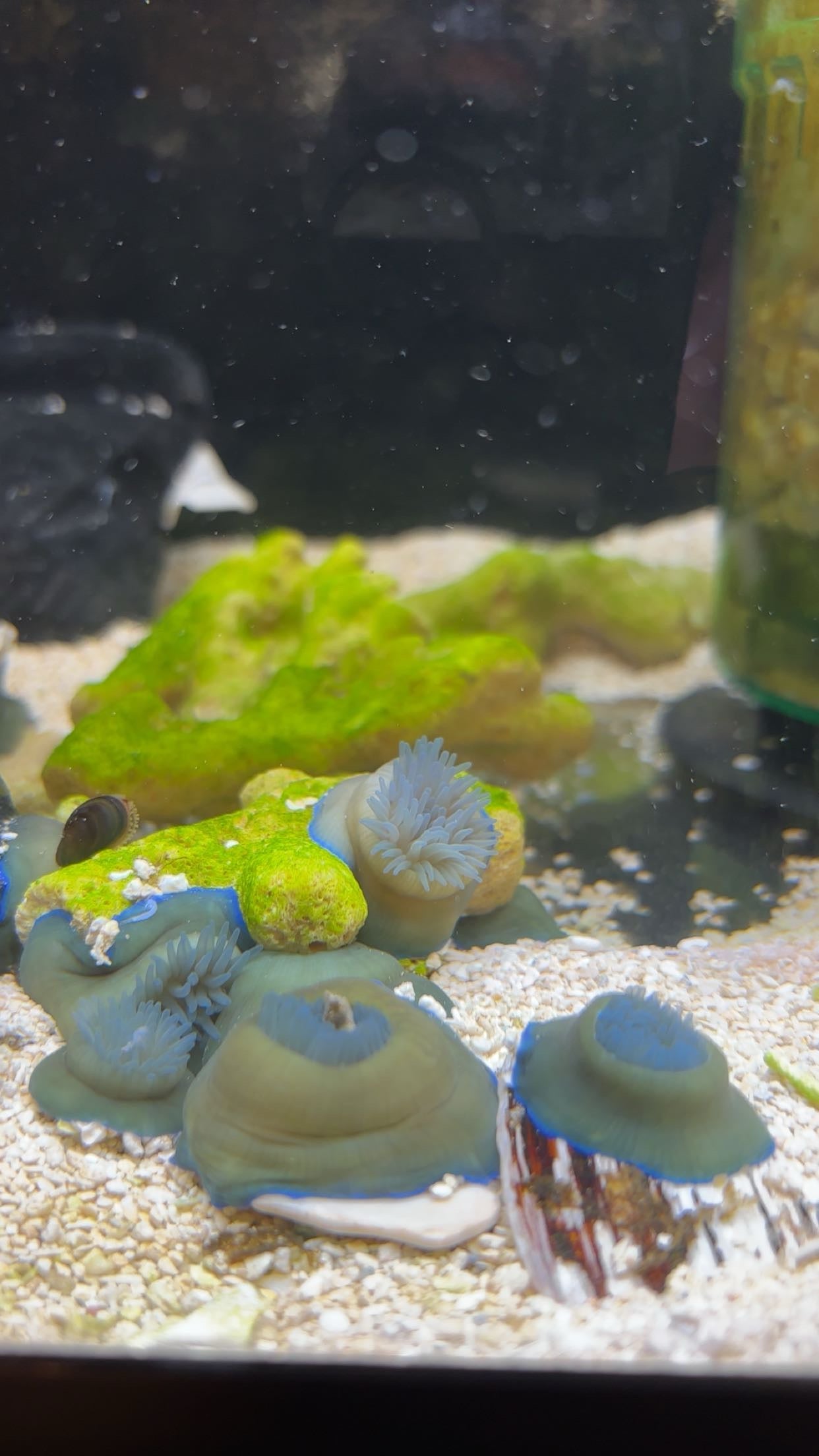 Atlantic Beadlet Anemone (Actinia equina)