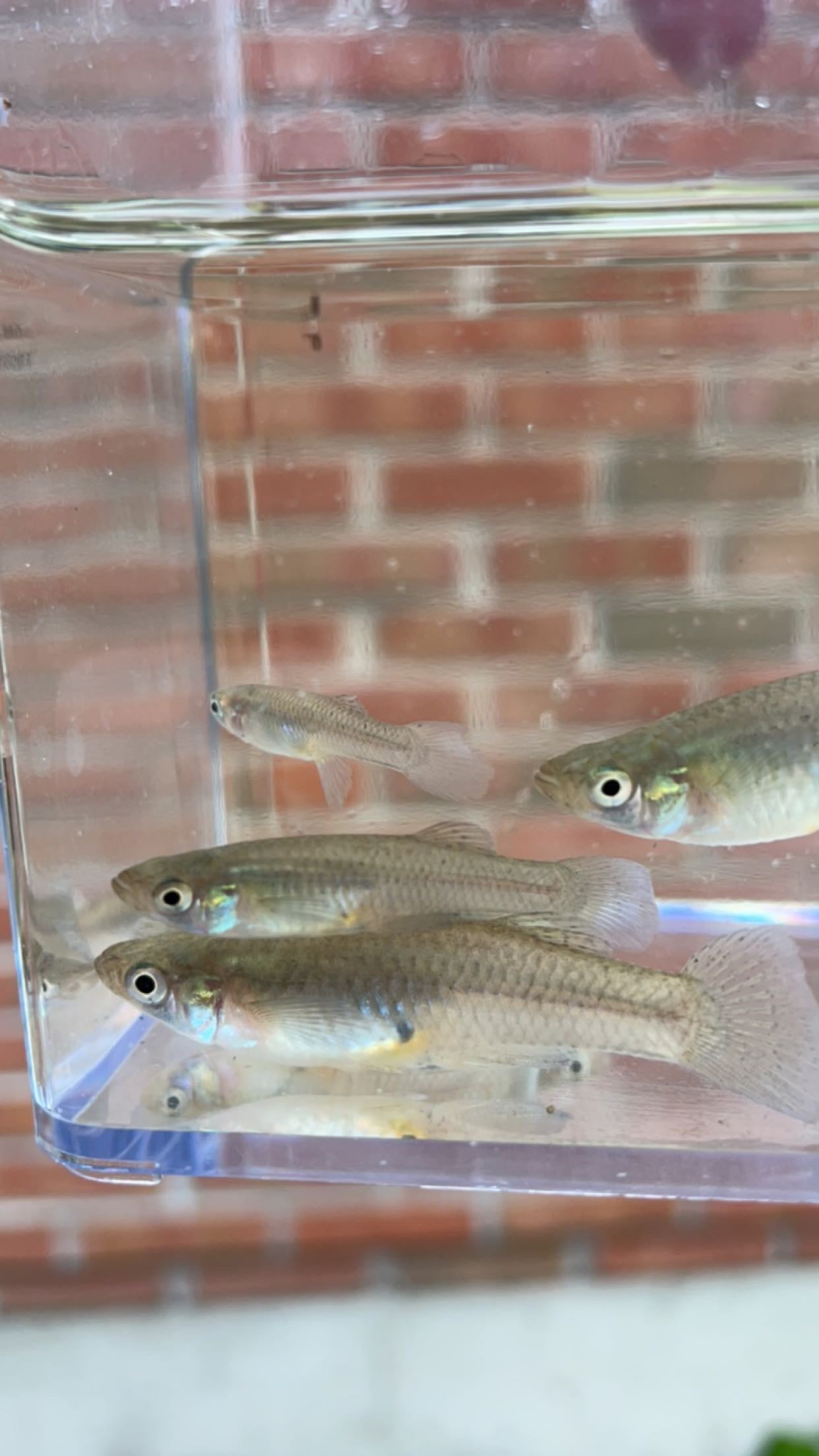 Western Mosquitofish (Gambusia affinis)