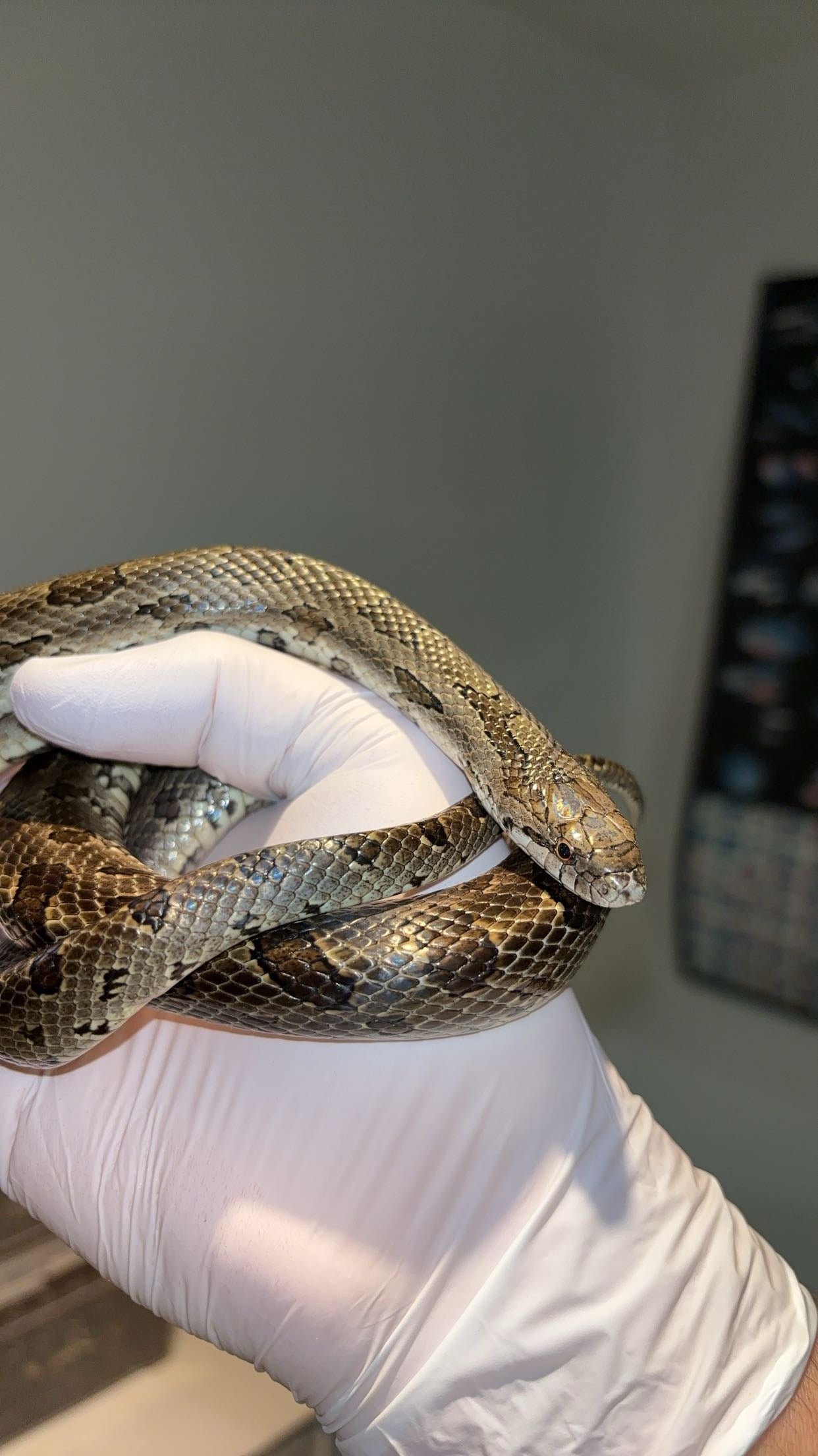 1.0 Natchitoches Parish, LA Prairie Kingsnake (Lampropeltis calligaster)