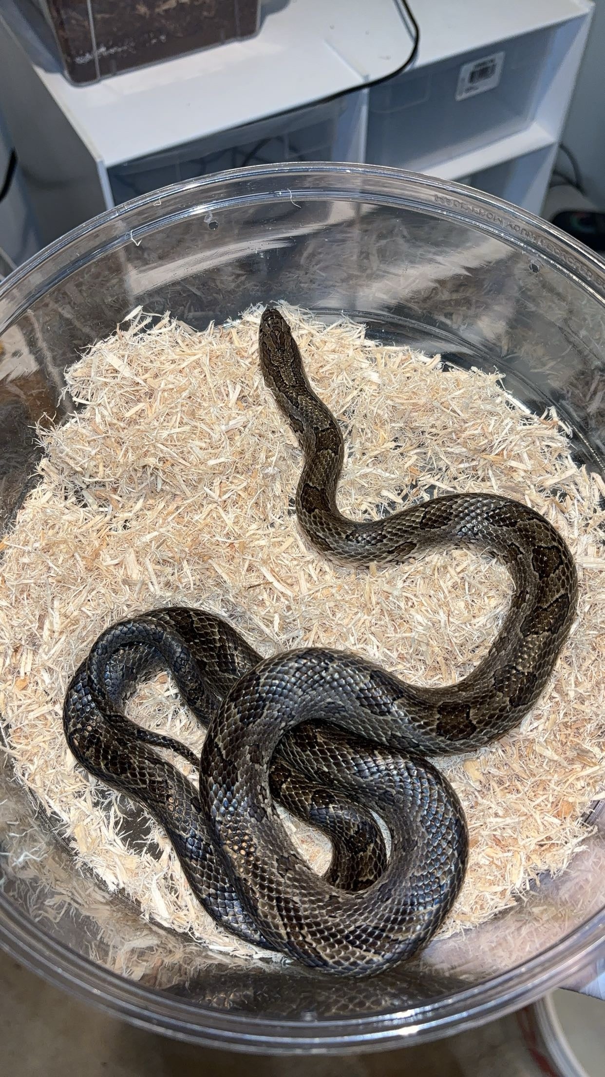 1.0 Natchitoches Parish, LA Prairie Kingsnake (Lampropeltis calligaster)