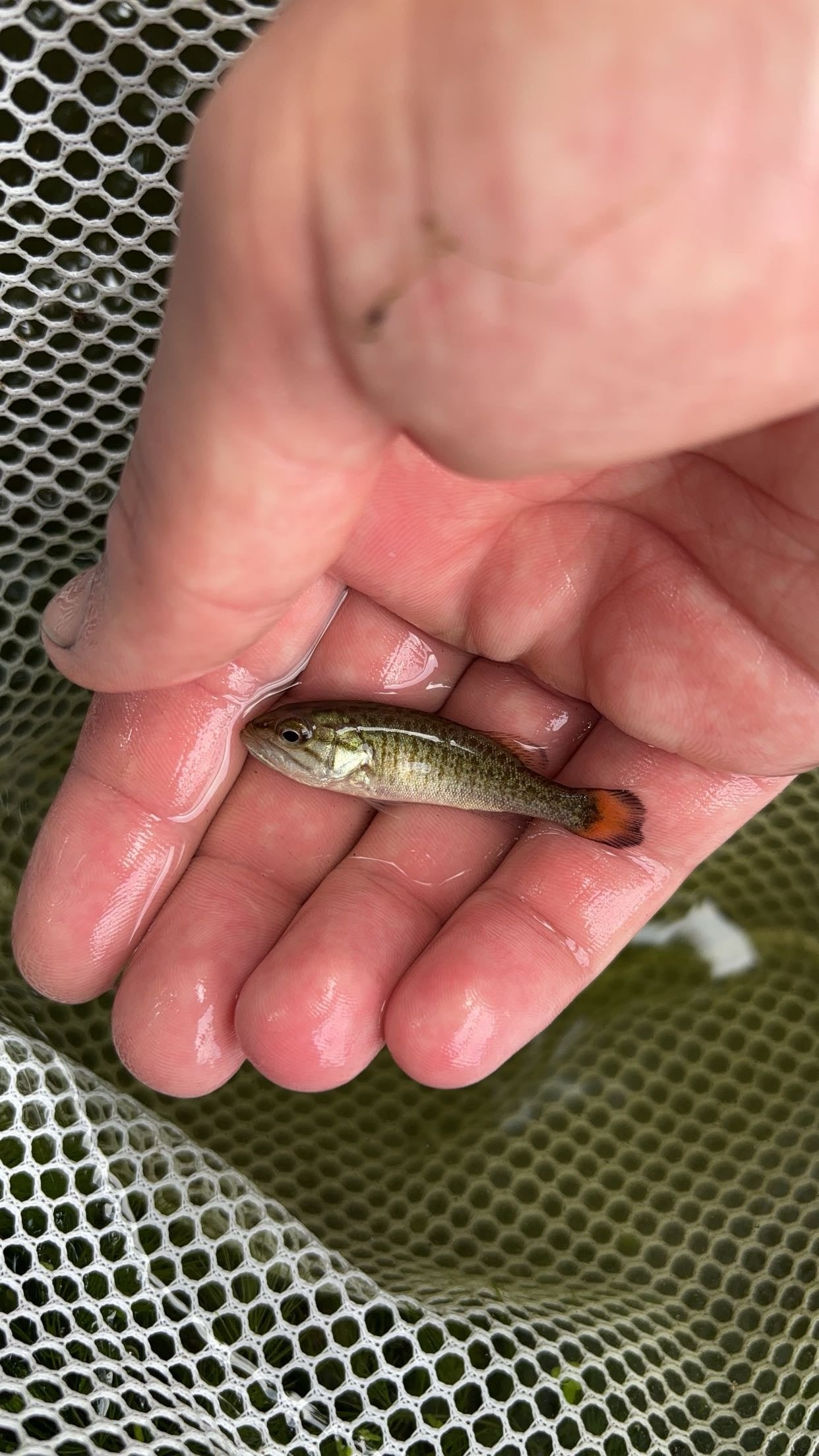 Smallmouth Bass (Micropterus dolomieu)