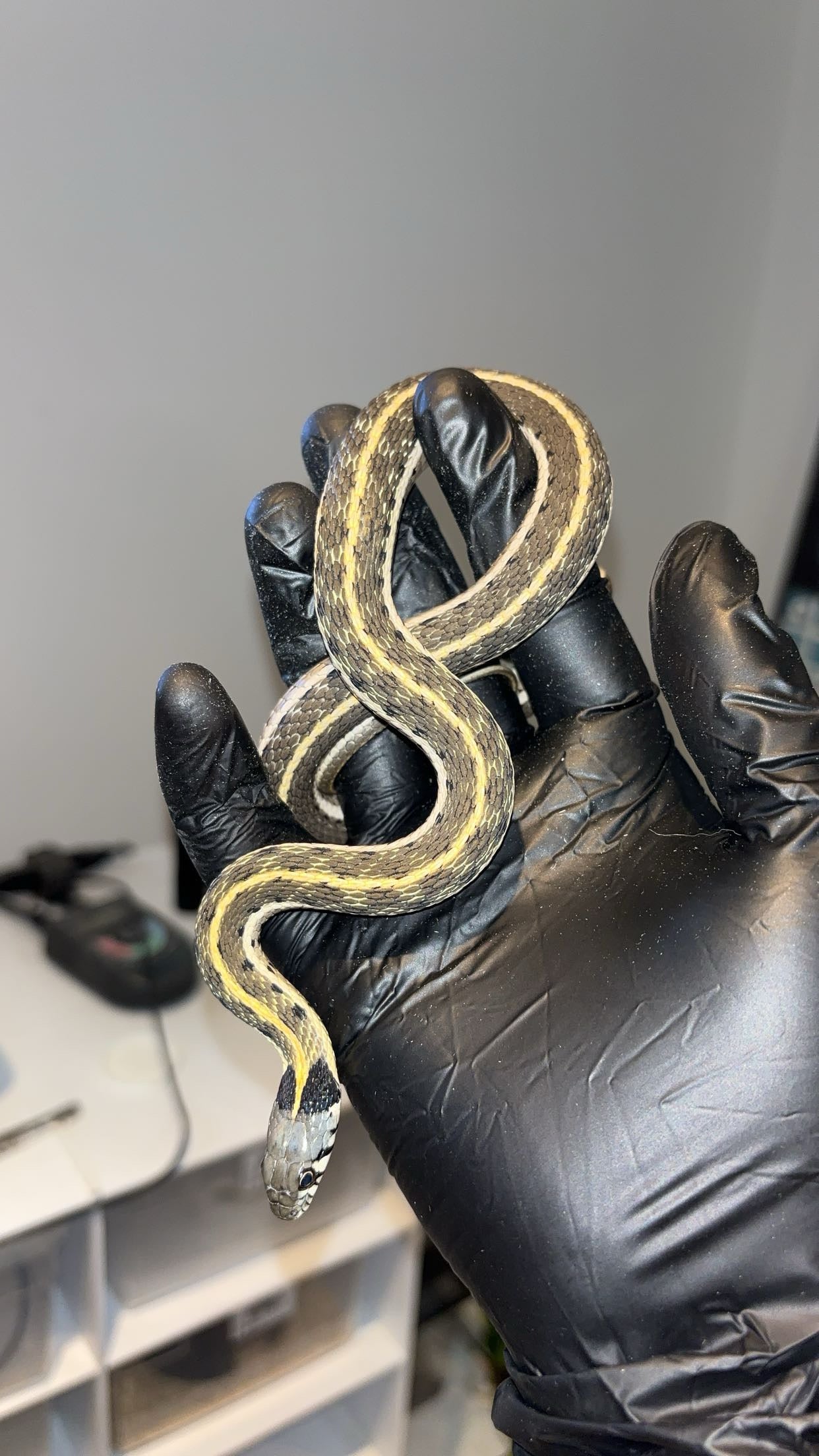 1.0 Western Blackneck Garter Snake (Thamnophis c. cyrtopsis)