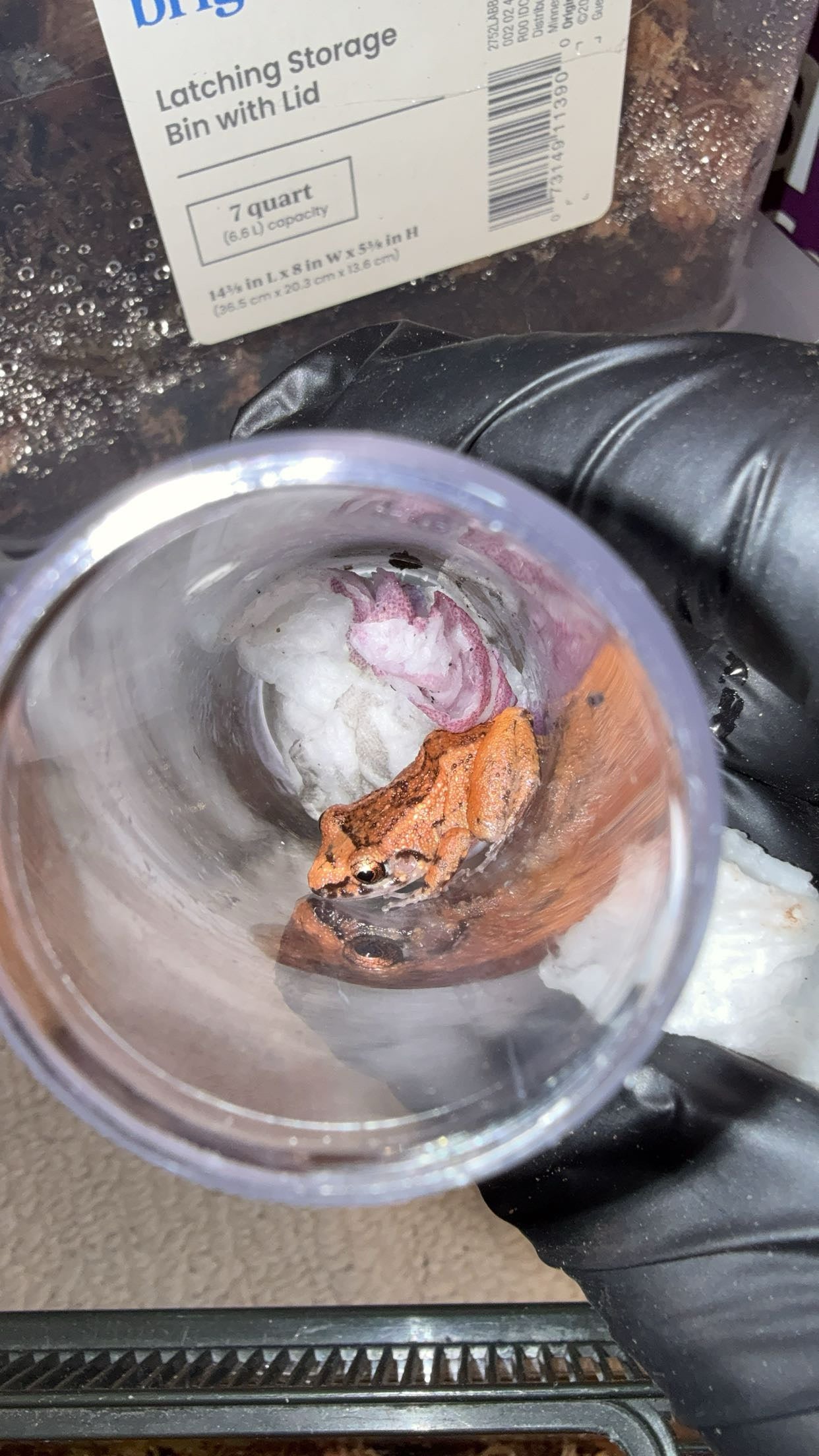 Greenhouse Frog (Eleutherodactylus planirostris)