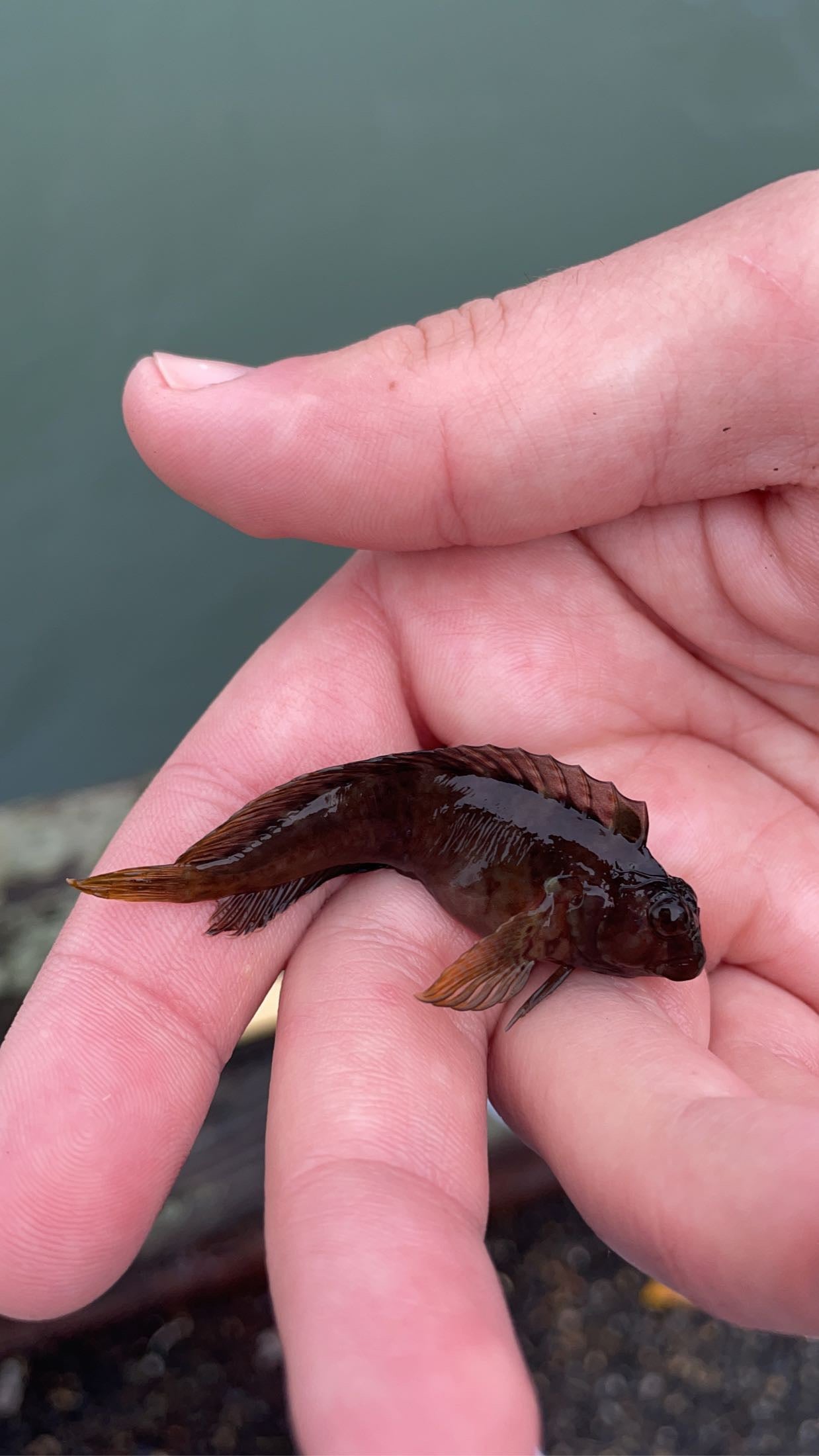 Crested Blenny (Hypleurochilus geminatus)