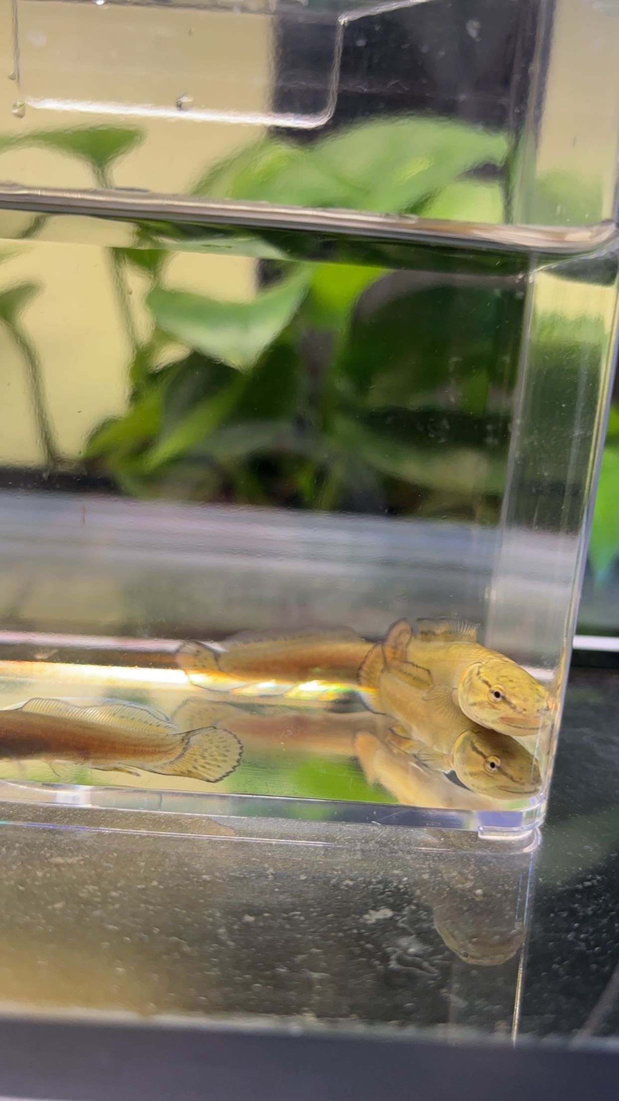 Ruddy Bowfin (Amia calva)