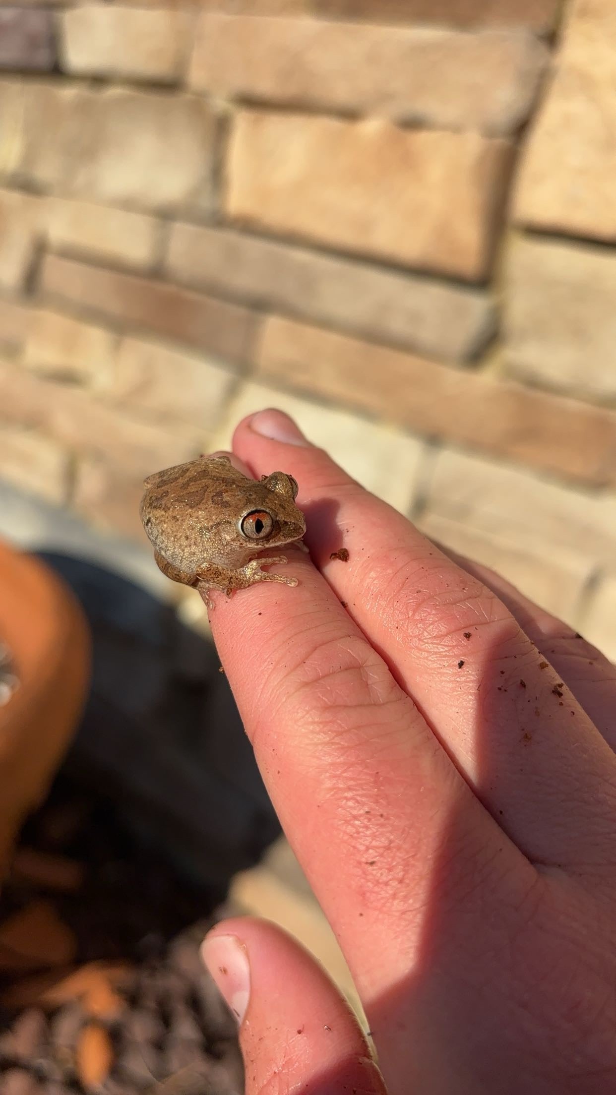 Night Spirit Frog (Leptopelis spiritusnoctis)