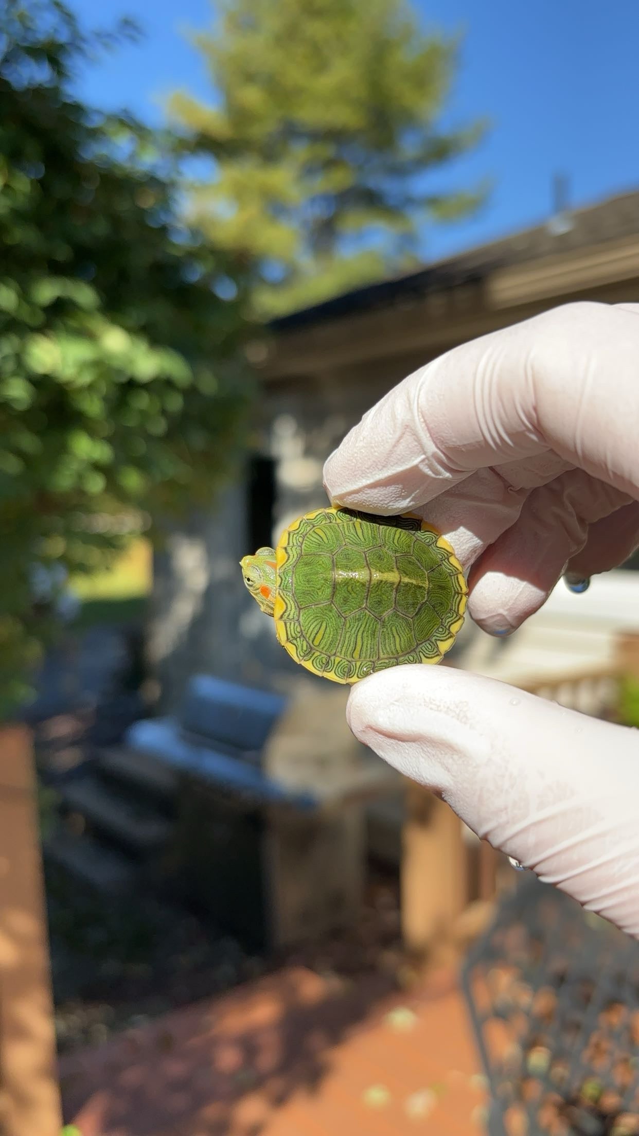 Pastel Red-eared Slider (Trachemys scripta elegans)