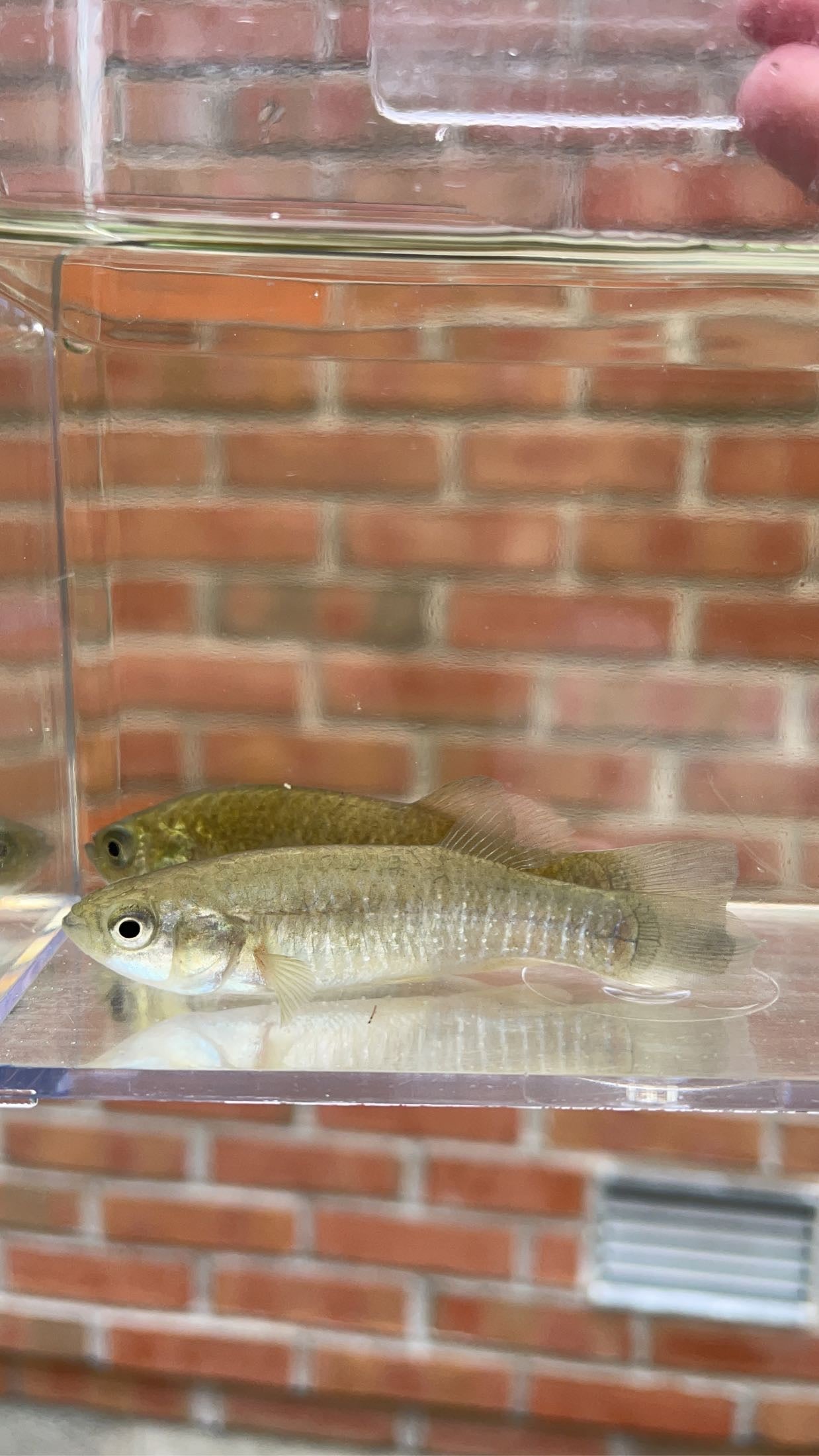 Mummichog (Fundulus heteroclitus)