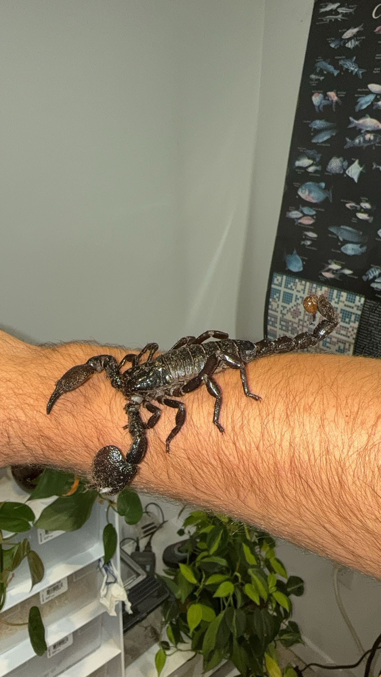 Emperor Scorpion (Pandinus imperator)
