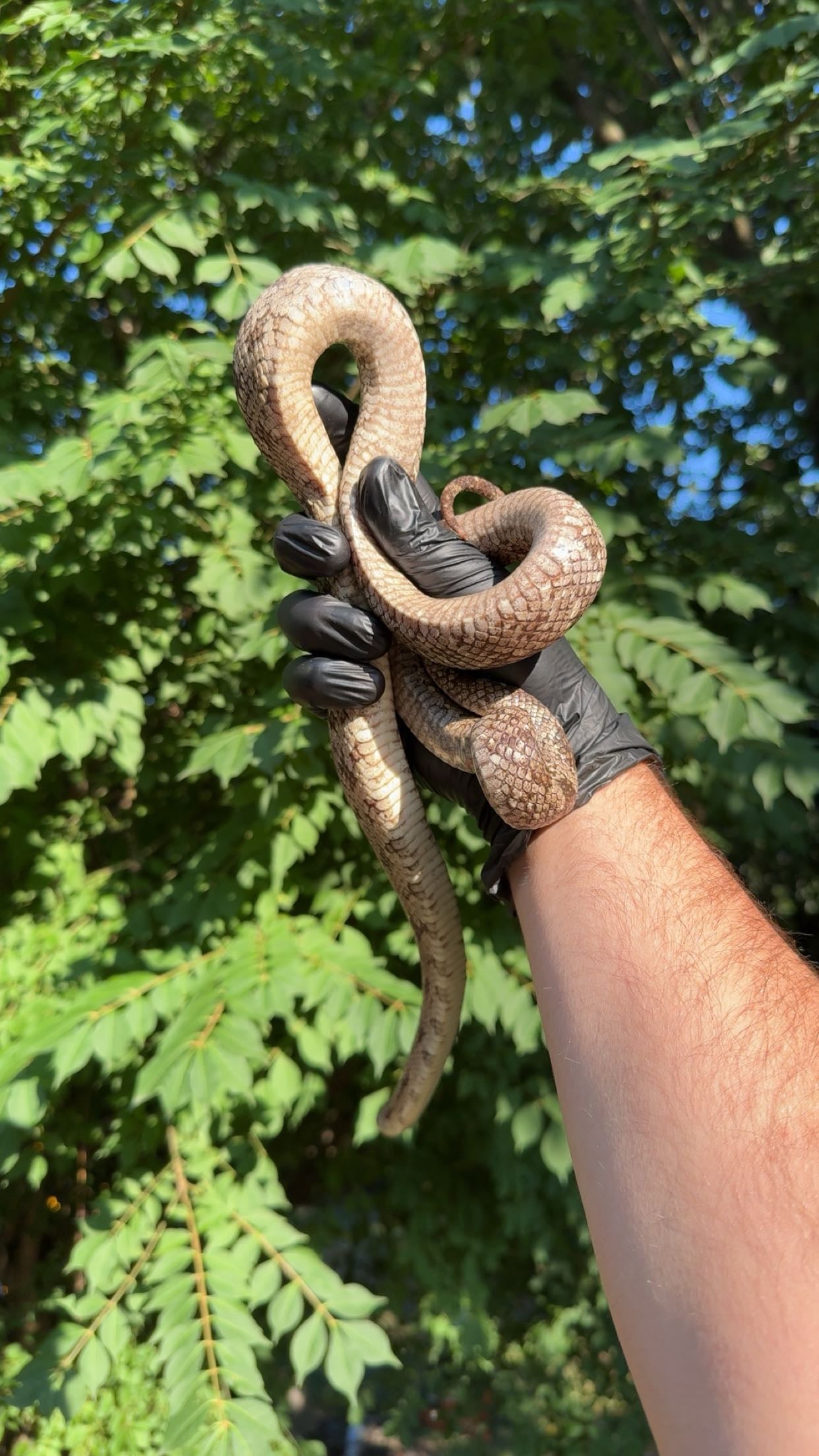 1.0 LTC Alachua Co. FL Gray Rat Snake (Pantherophis spiloides)