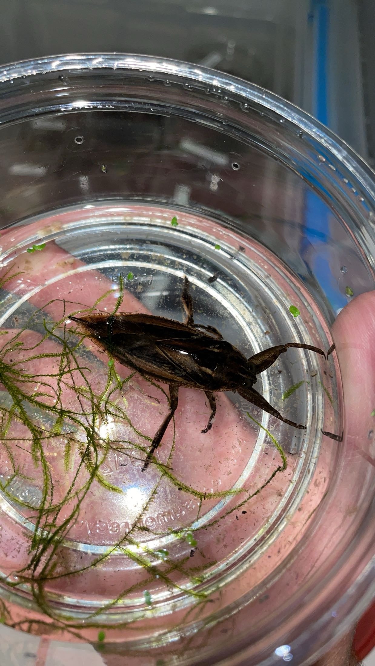Eastern Toe-biter (Lethocerus uhleri)