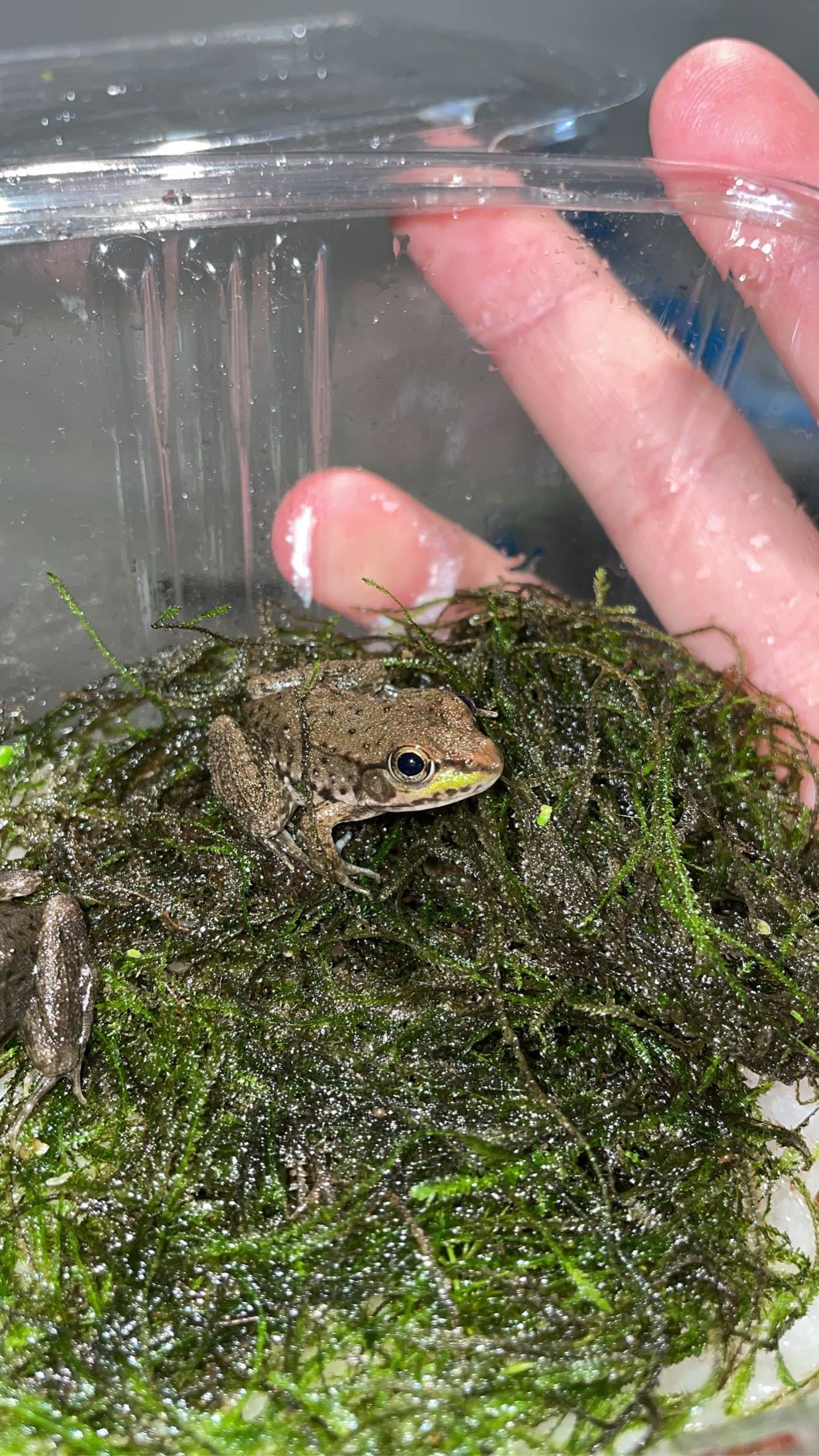 Northern Green Frog (Lithobates clamitans melanota)