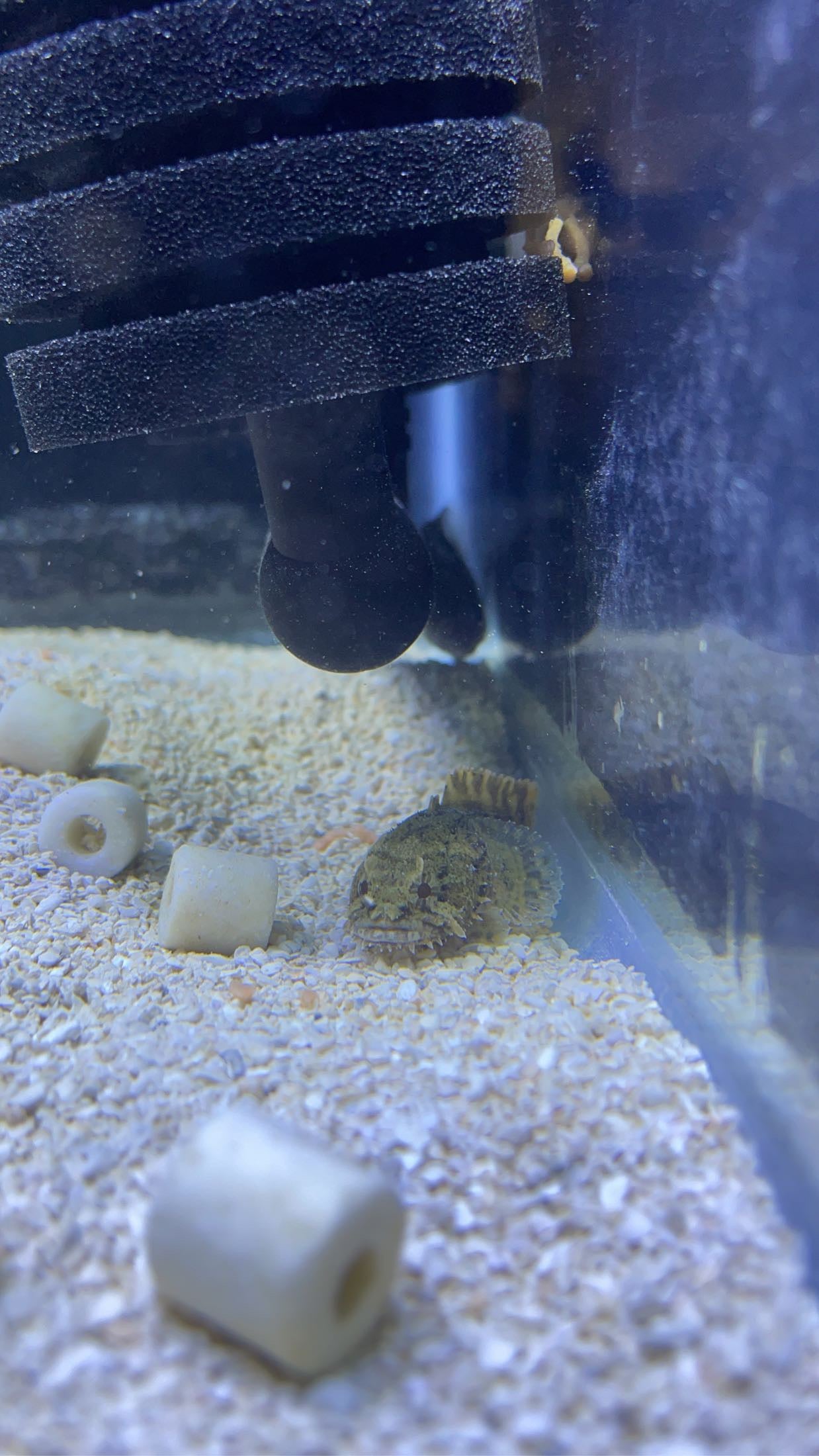 Oyster Toadfish (Opsanus tau)