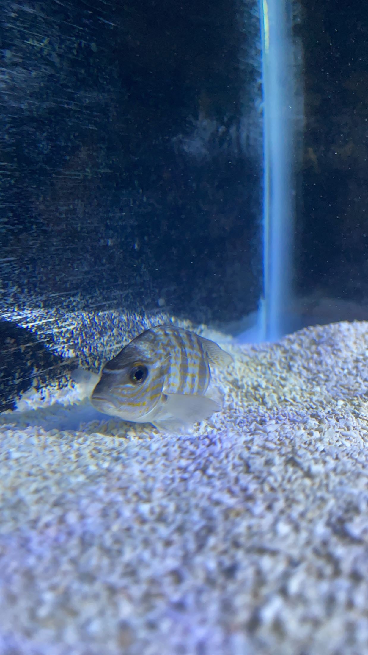 Pigfish (Orthopristis chrysoptera)