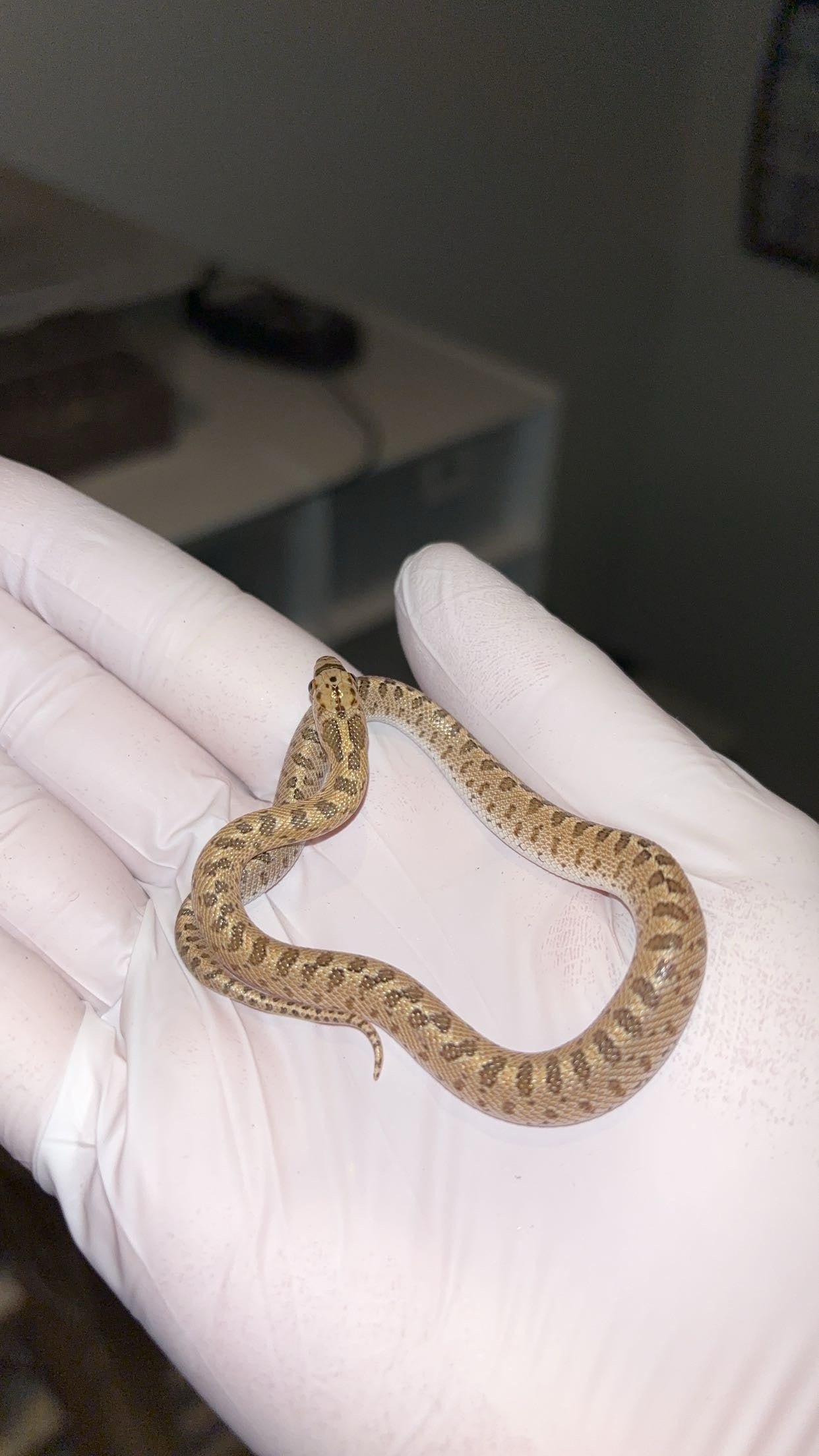 0.1 Painted Desert Glossy Snake (Arizona elegans philipi)