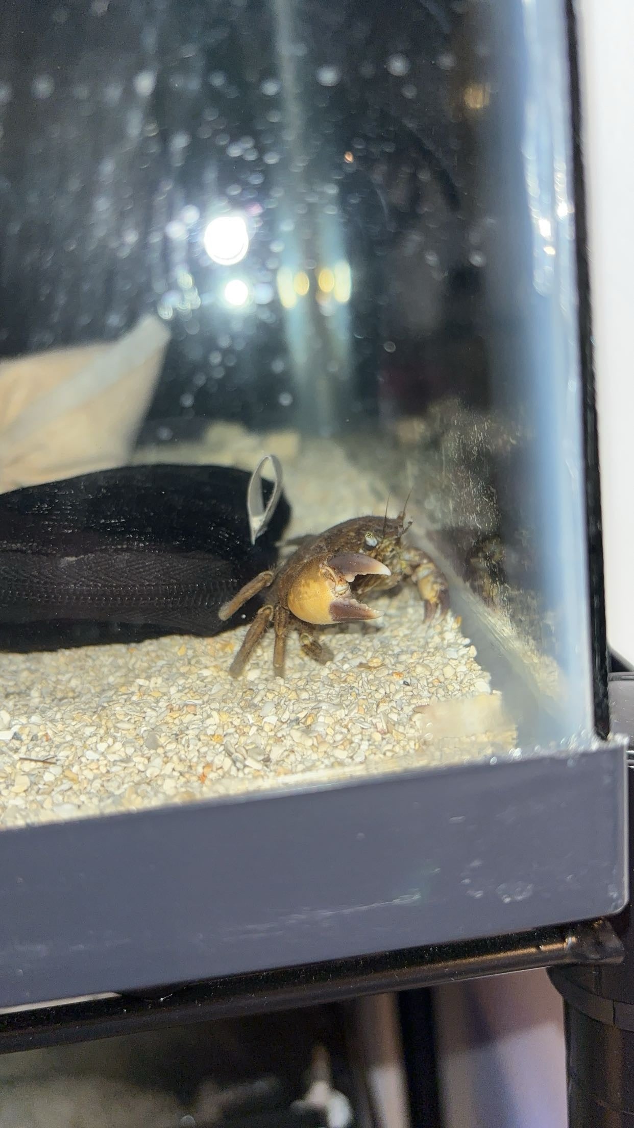 Black-fingered Mud Crab (Panopeus herbstii)