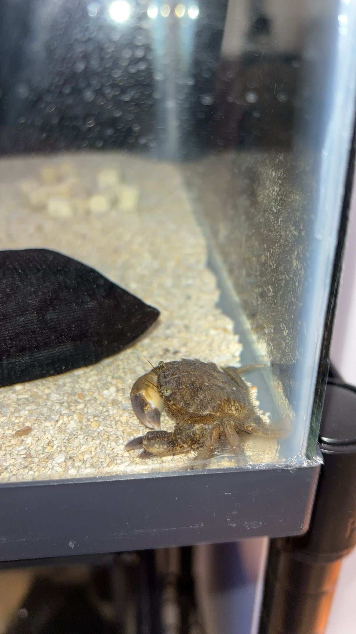 Black-fingered Mud Crab (Panopeus herbstii)