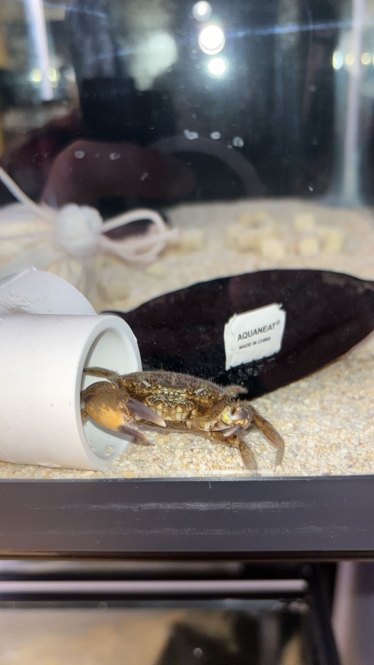 Black-fingered Mud Crab (Panopeus herbstii)