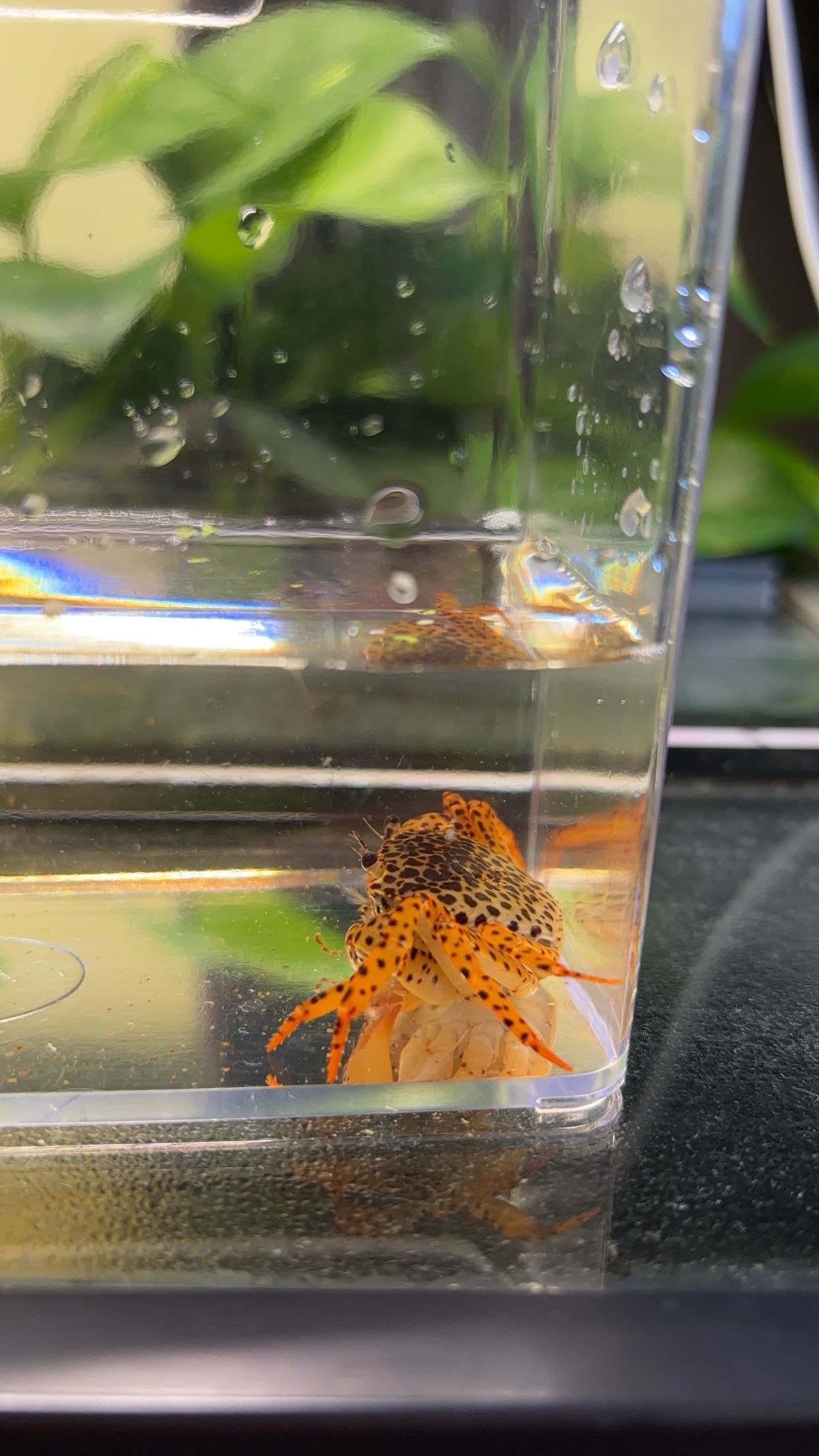Panther Crab (Parathelphusa pantherina)