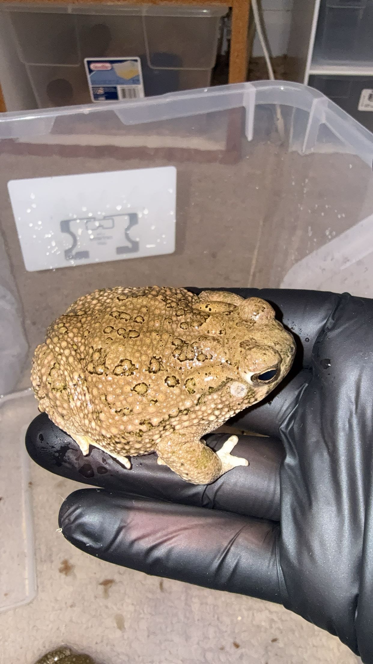 Texas Toad (Anaxyrus speciosus)