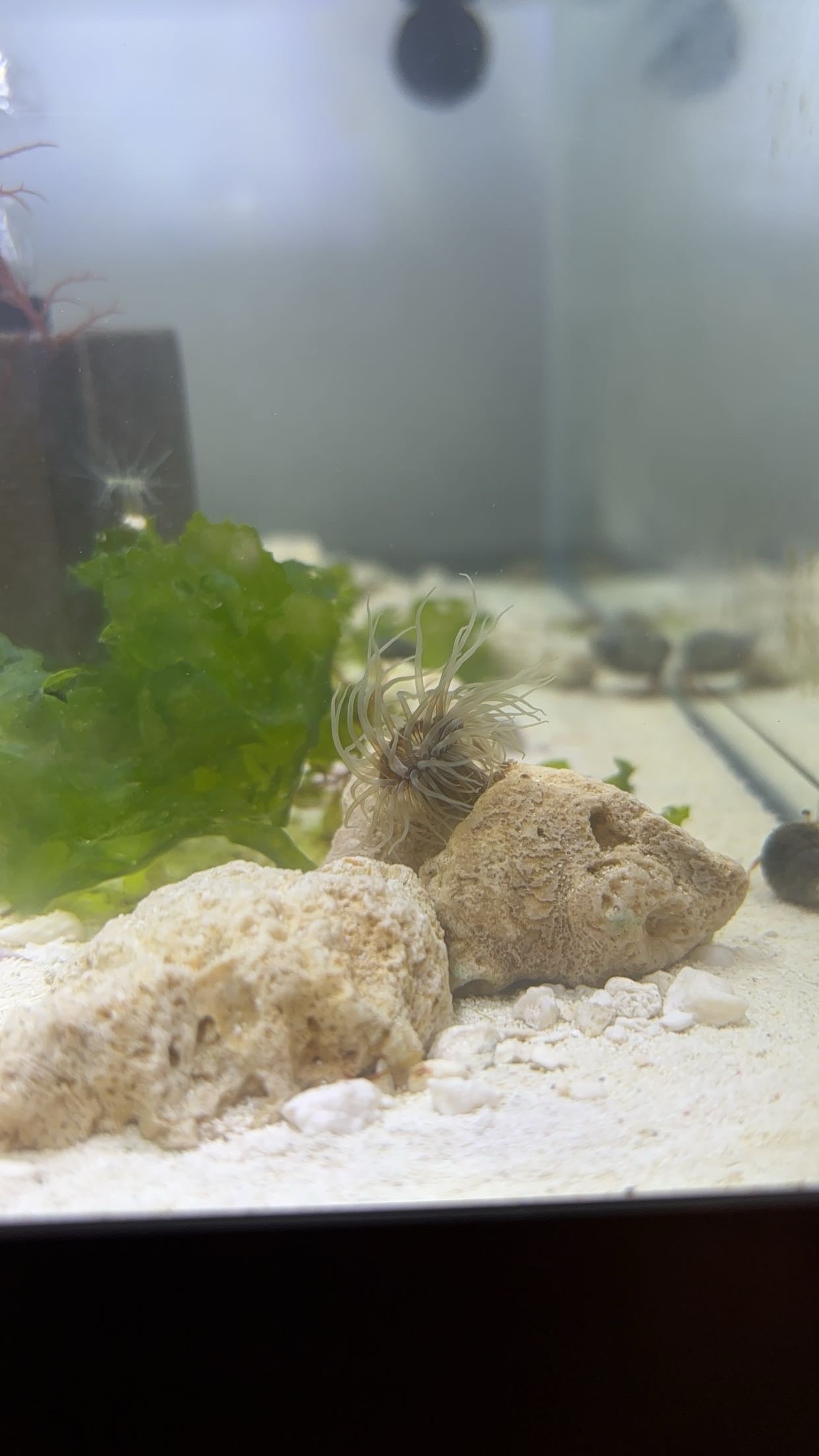 Orange-striped Green Sea Anemone (Diadumene lineata)