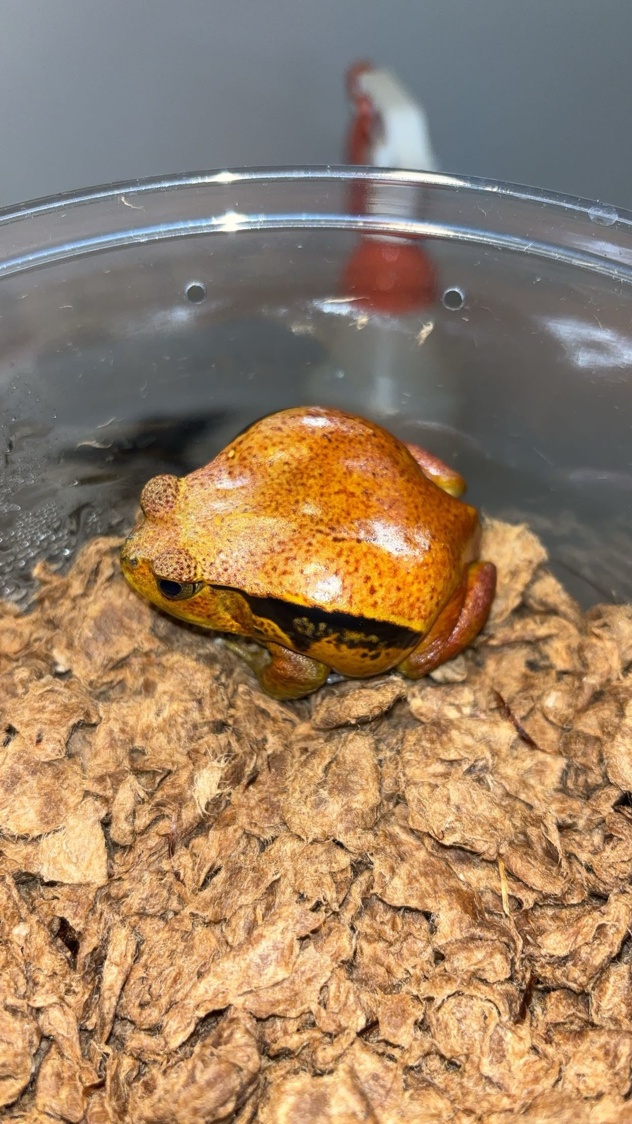 Sambava Tomato Frog (Dyscophus guineti)