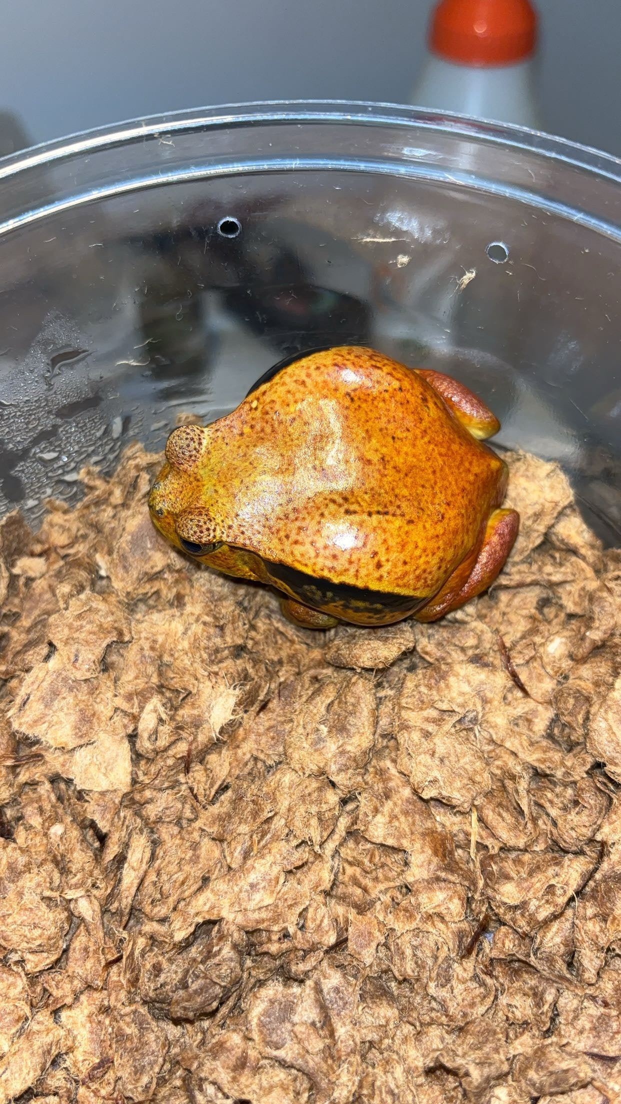 Sambava Tomato Frog (Dyscophus guineti)