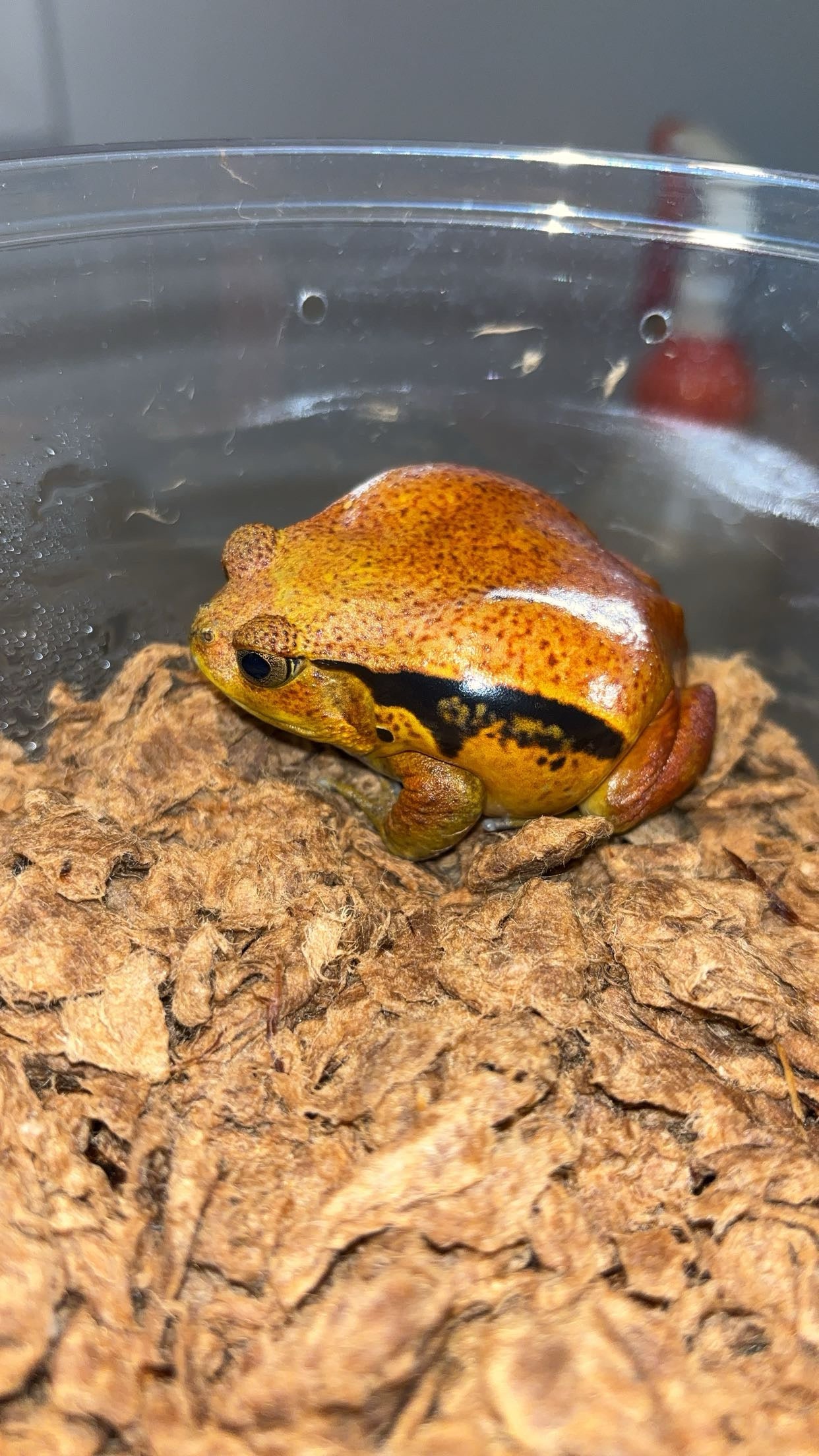 Sambava Tomato Frog (Dyscophus guineti)