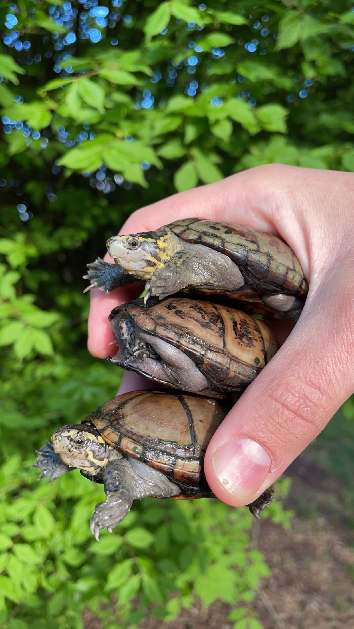 Mississippi Mud Turtle (Kinosternon s. hippocrepis)