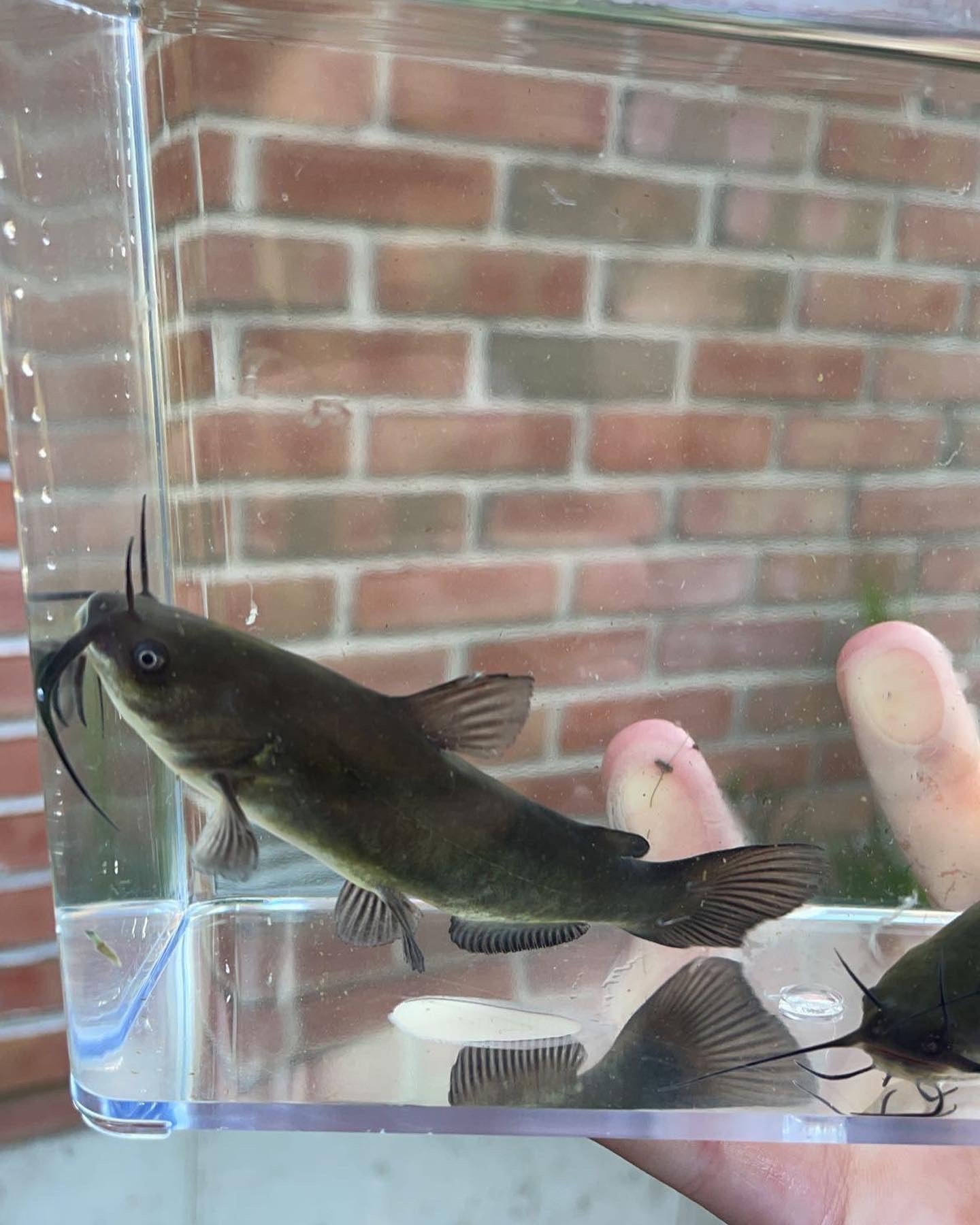 Brown Bullhead (Ameiurus nebulosus)