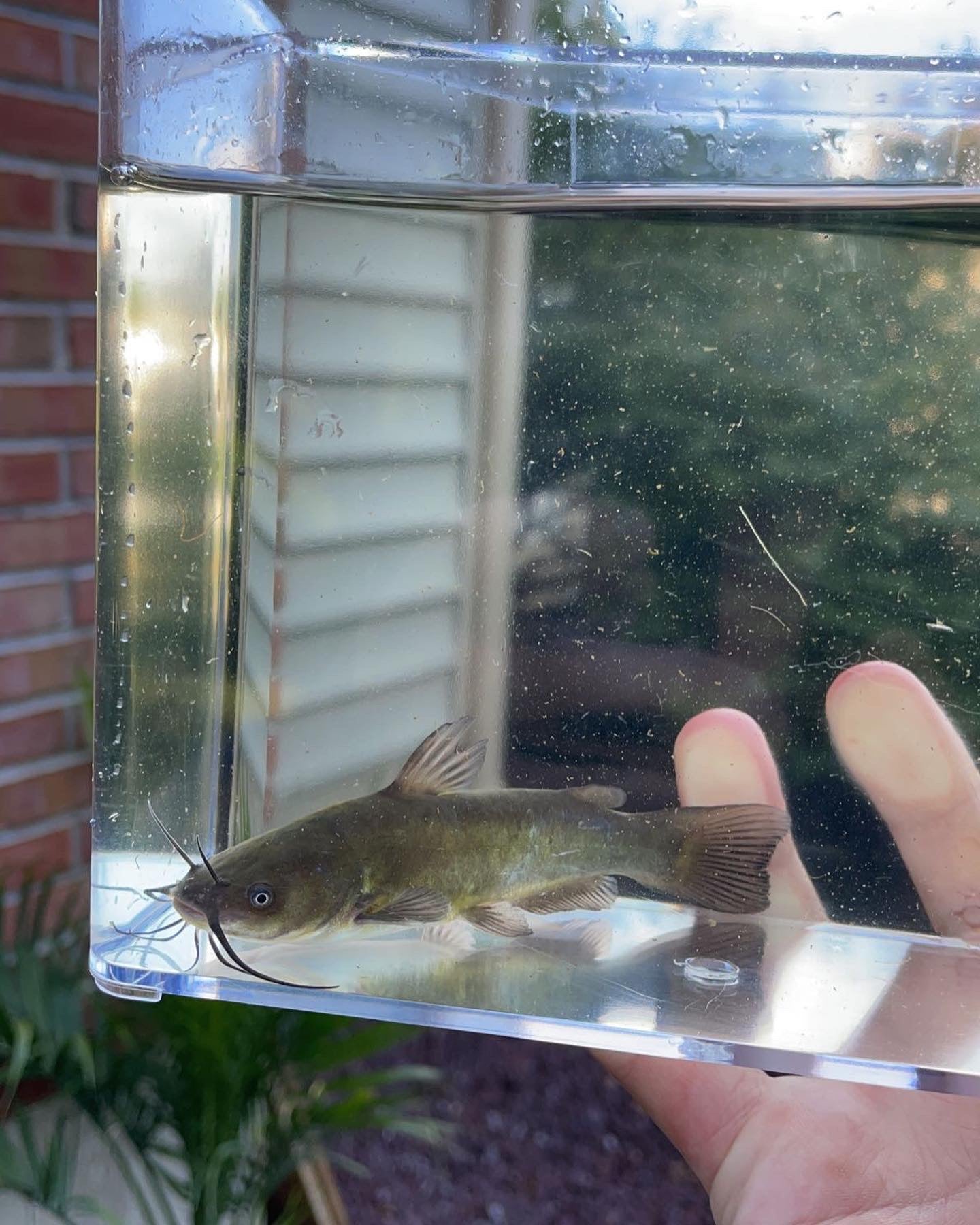 Brown Bullhead (Ameiurus nebulosus)