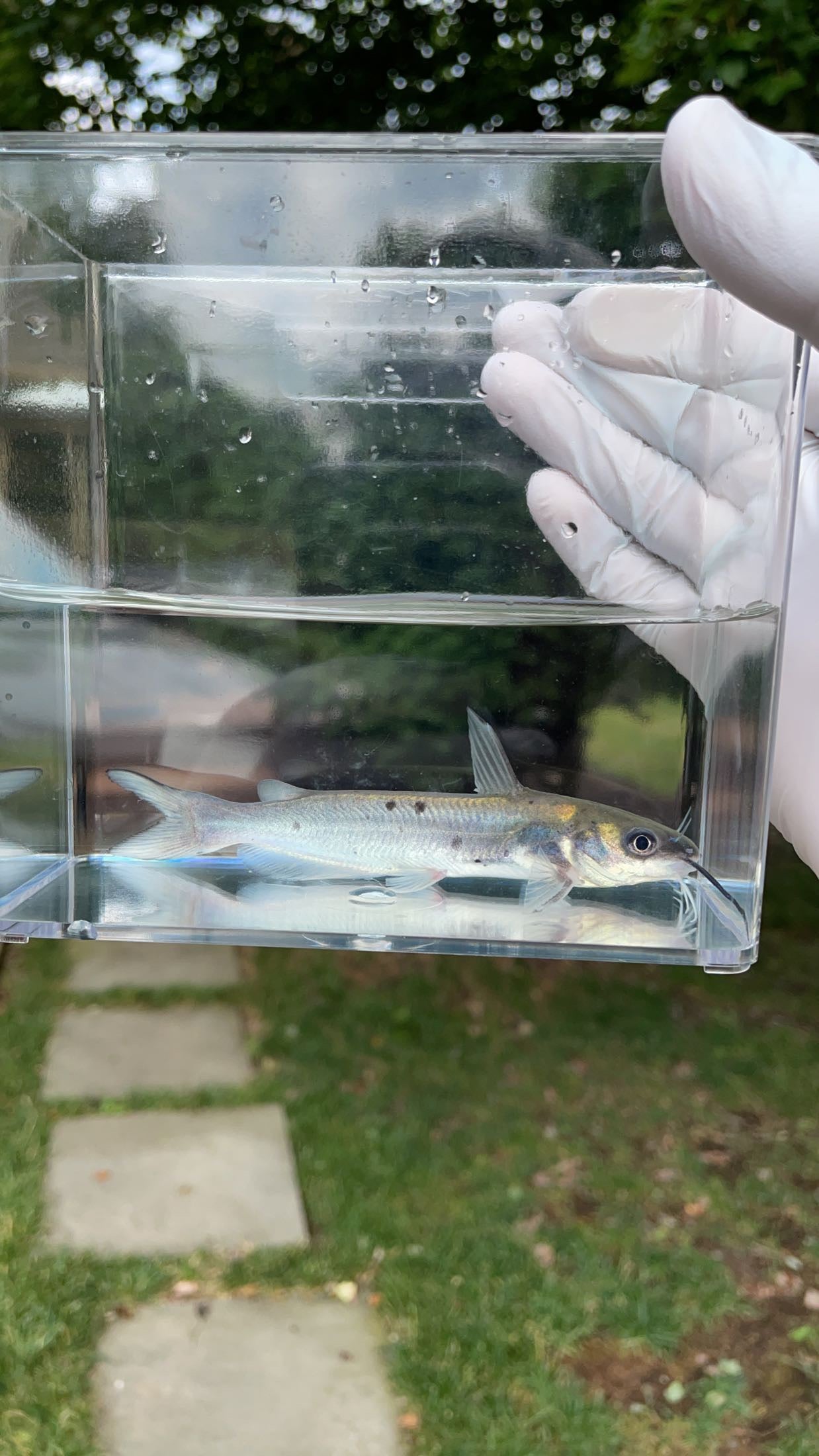 Channel Catfish (Ictalurus punctatus)
