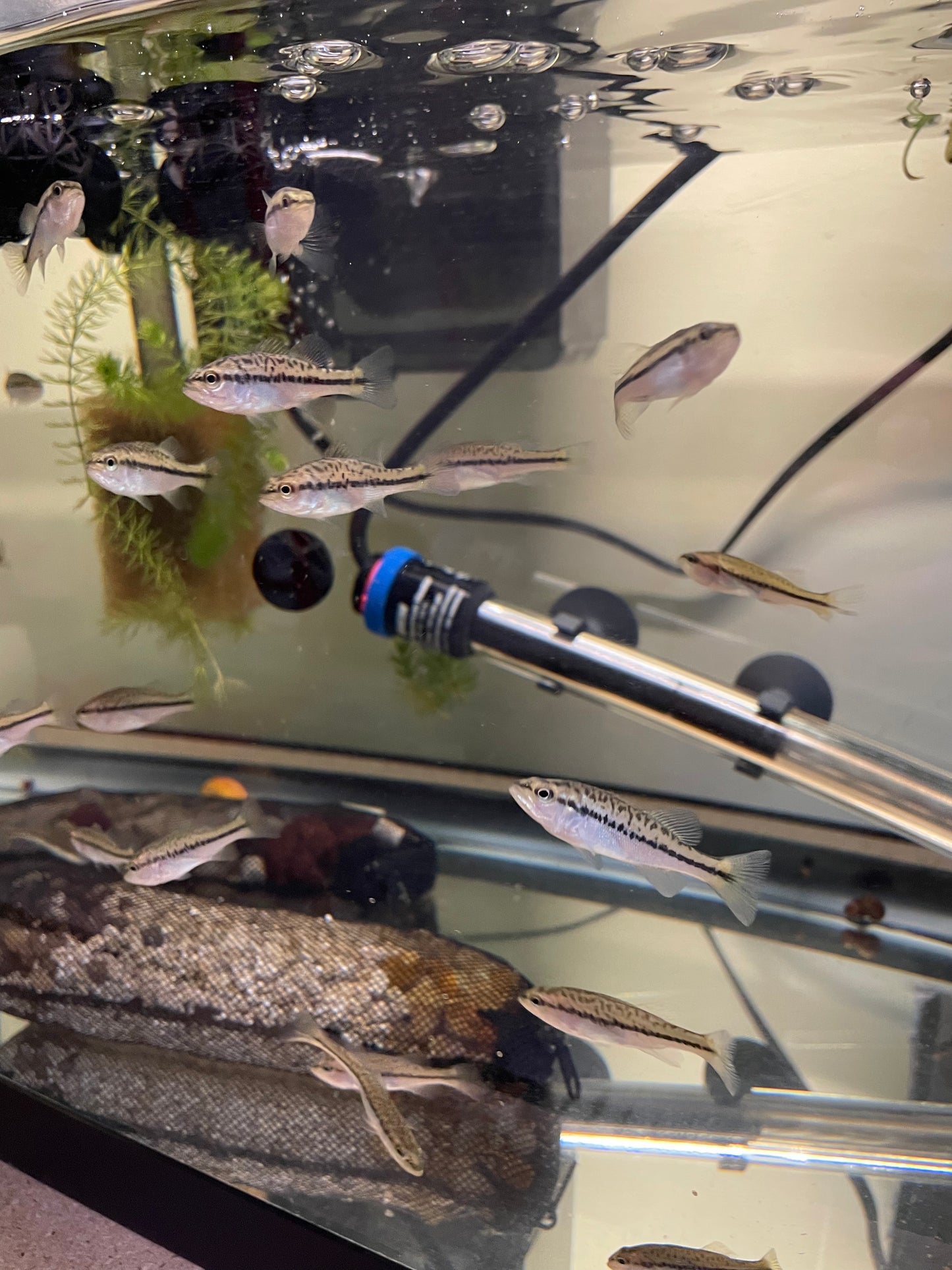 Largemouth Bass (Micropterus salmoides)