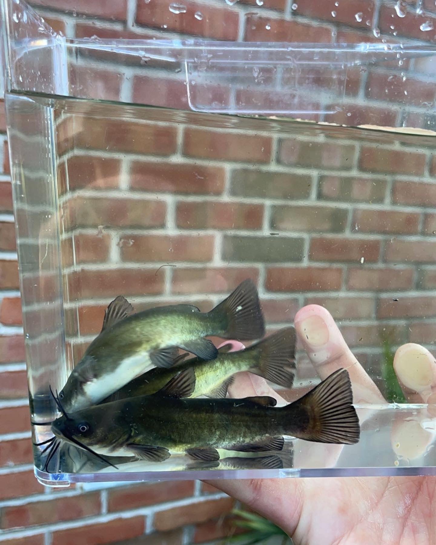Brown Bullhead (Ameiurus nebulosus)