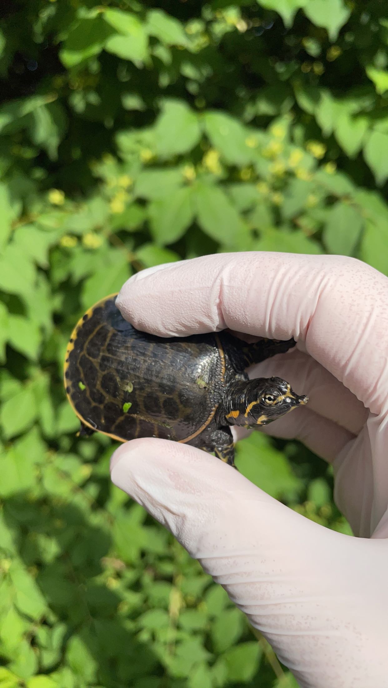 Florida Softshell Turtle (Apalone ferox)