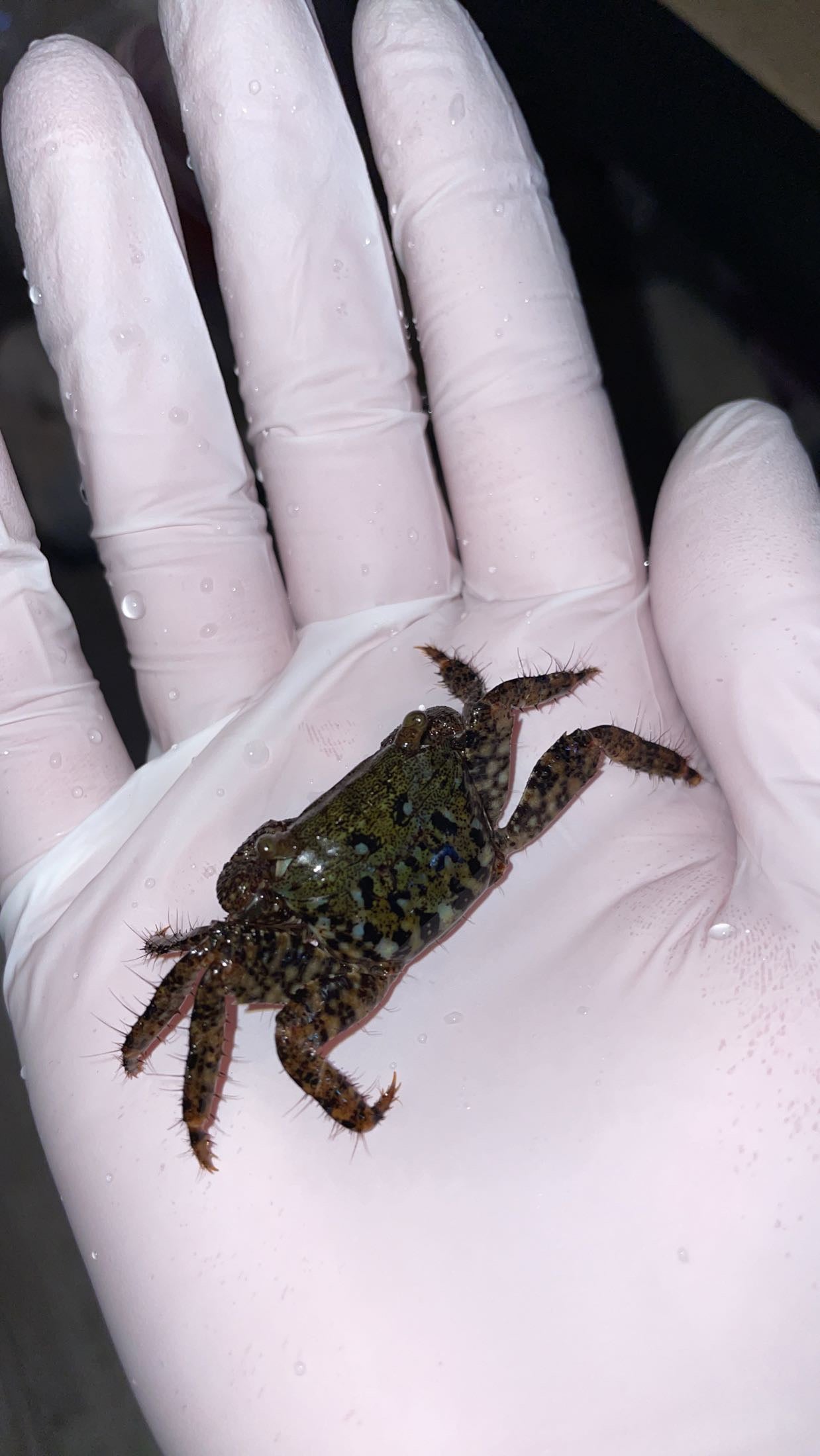 Messor’s Shore Crab (Metopograpsus messor)