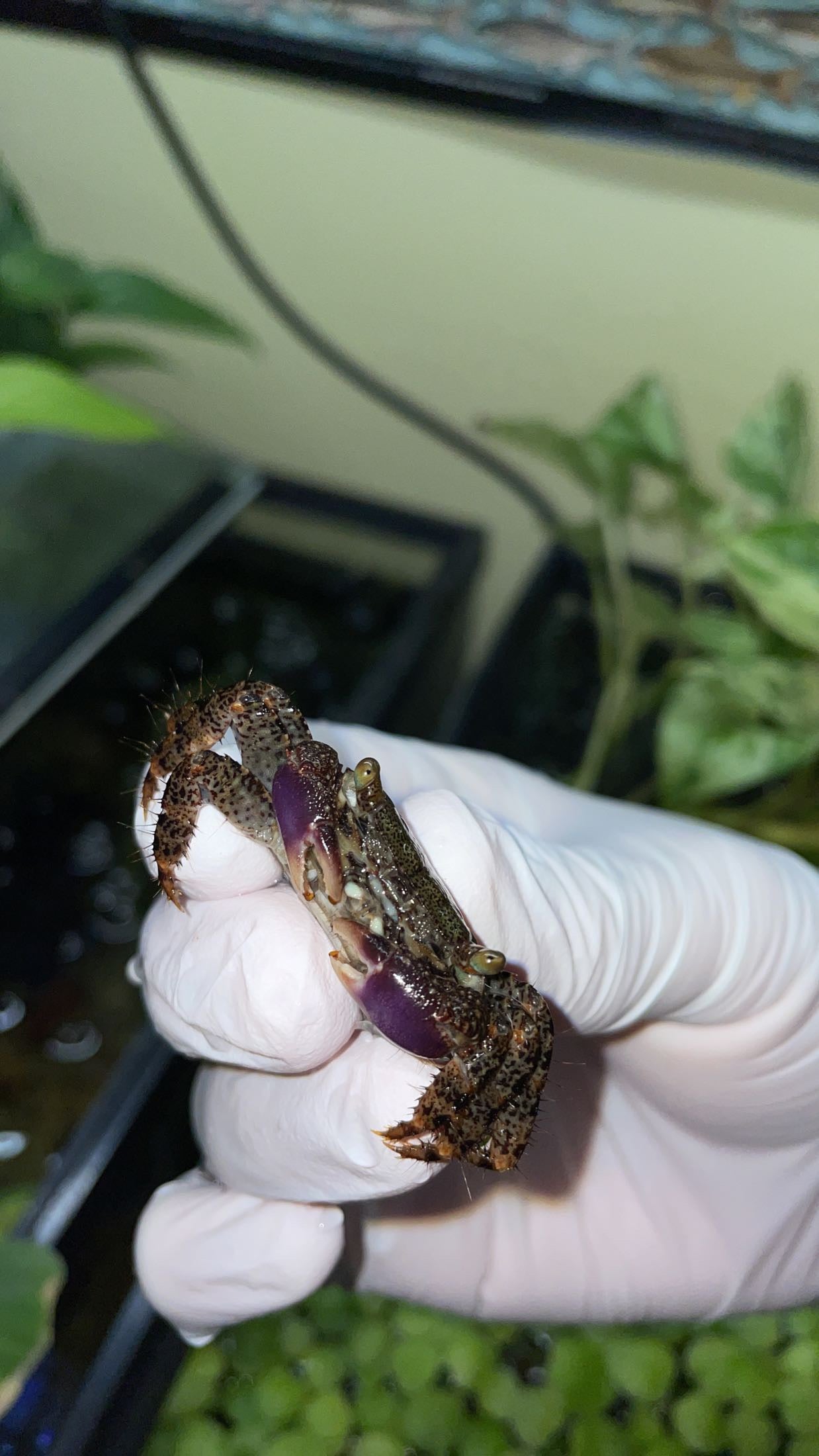 Messor’s Shore Crab (Metopograpsus messor)