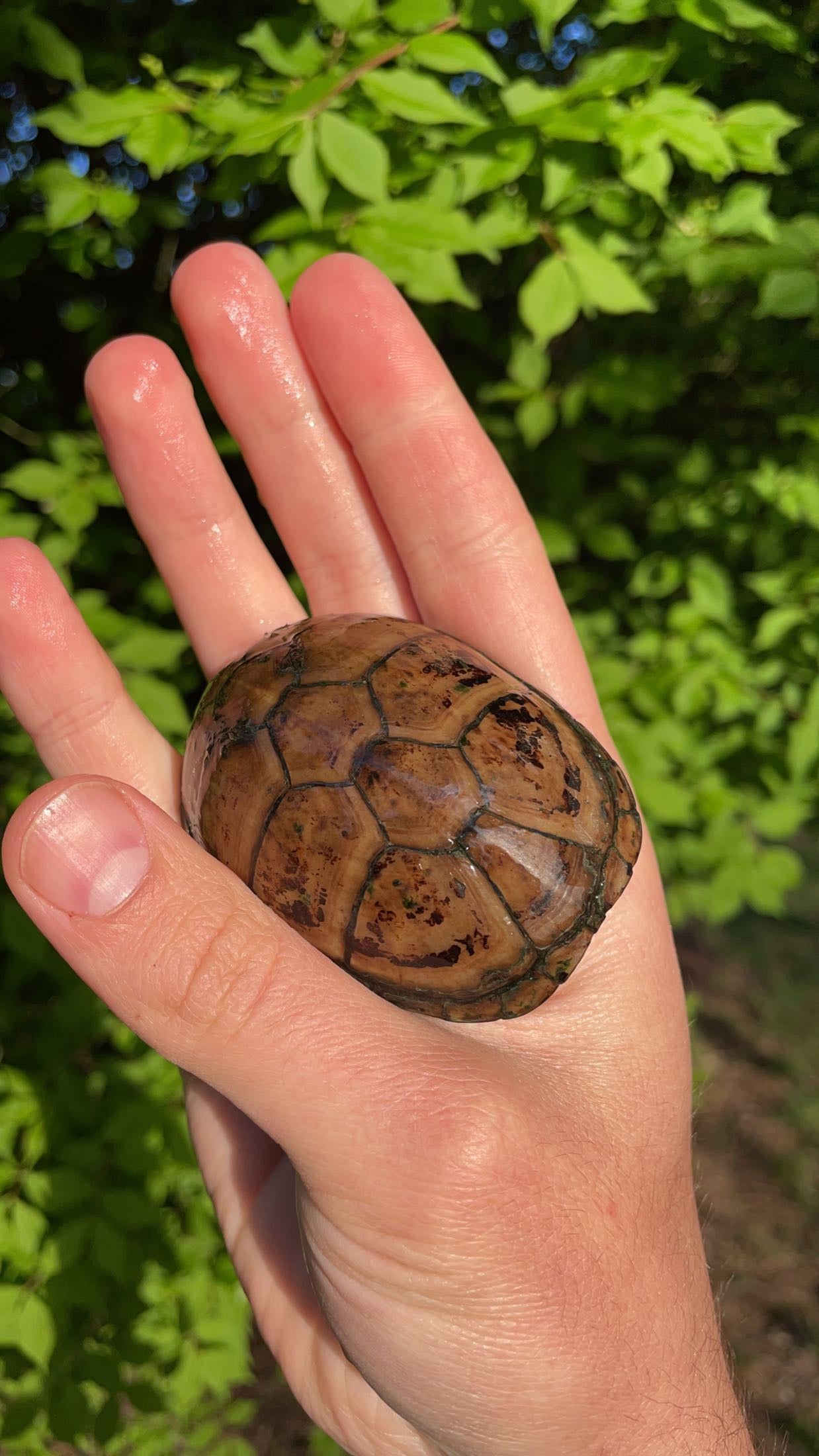 Mississippi Mud Turtle (Kinosternon s. hippocrepis)