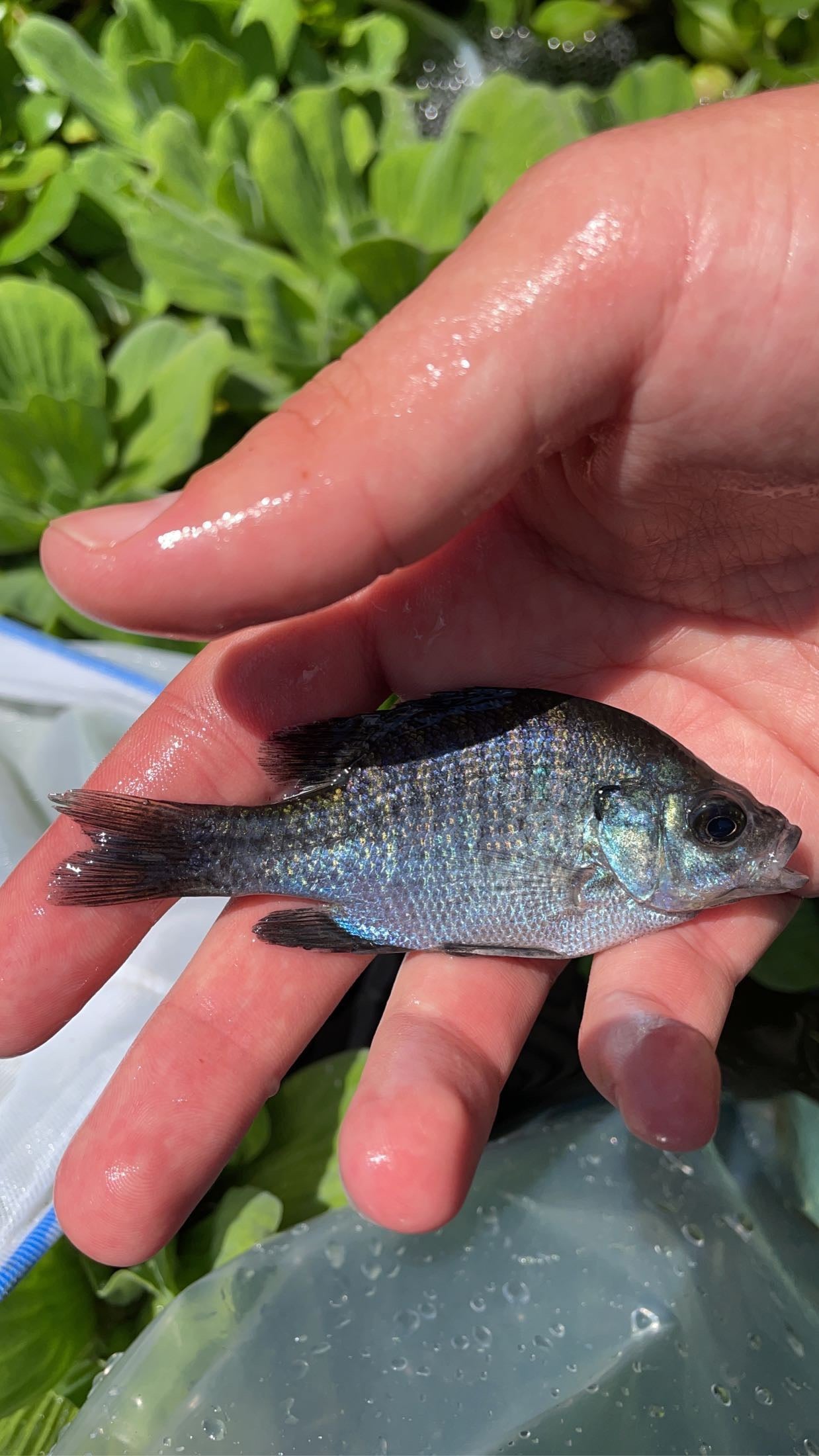 Bluegill (Lepomis macrochirus)