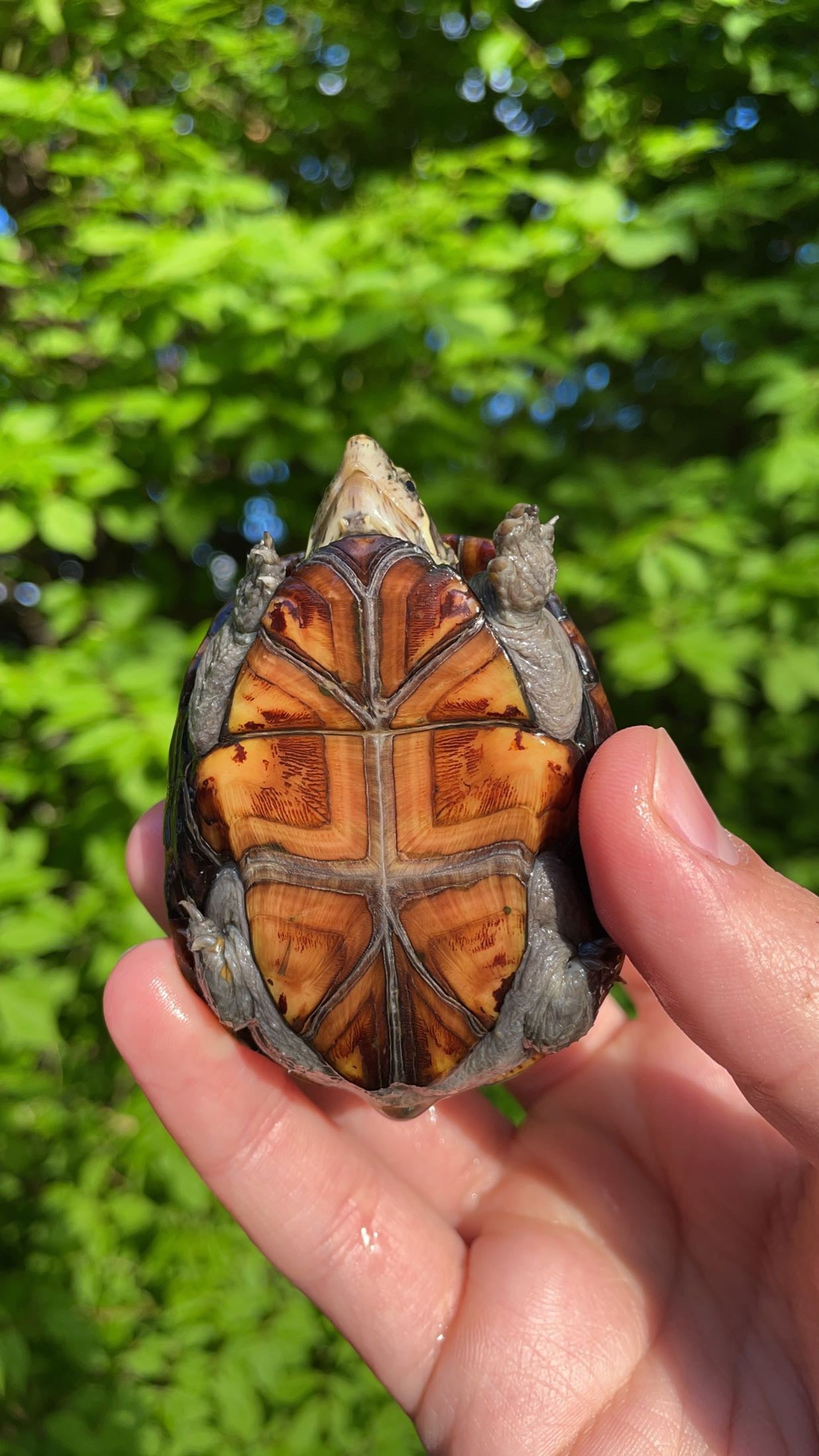 Mississippi Mud Turtle (Kinosternon s. hippocrepis)