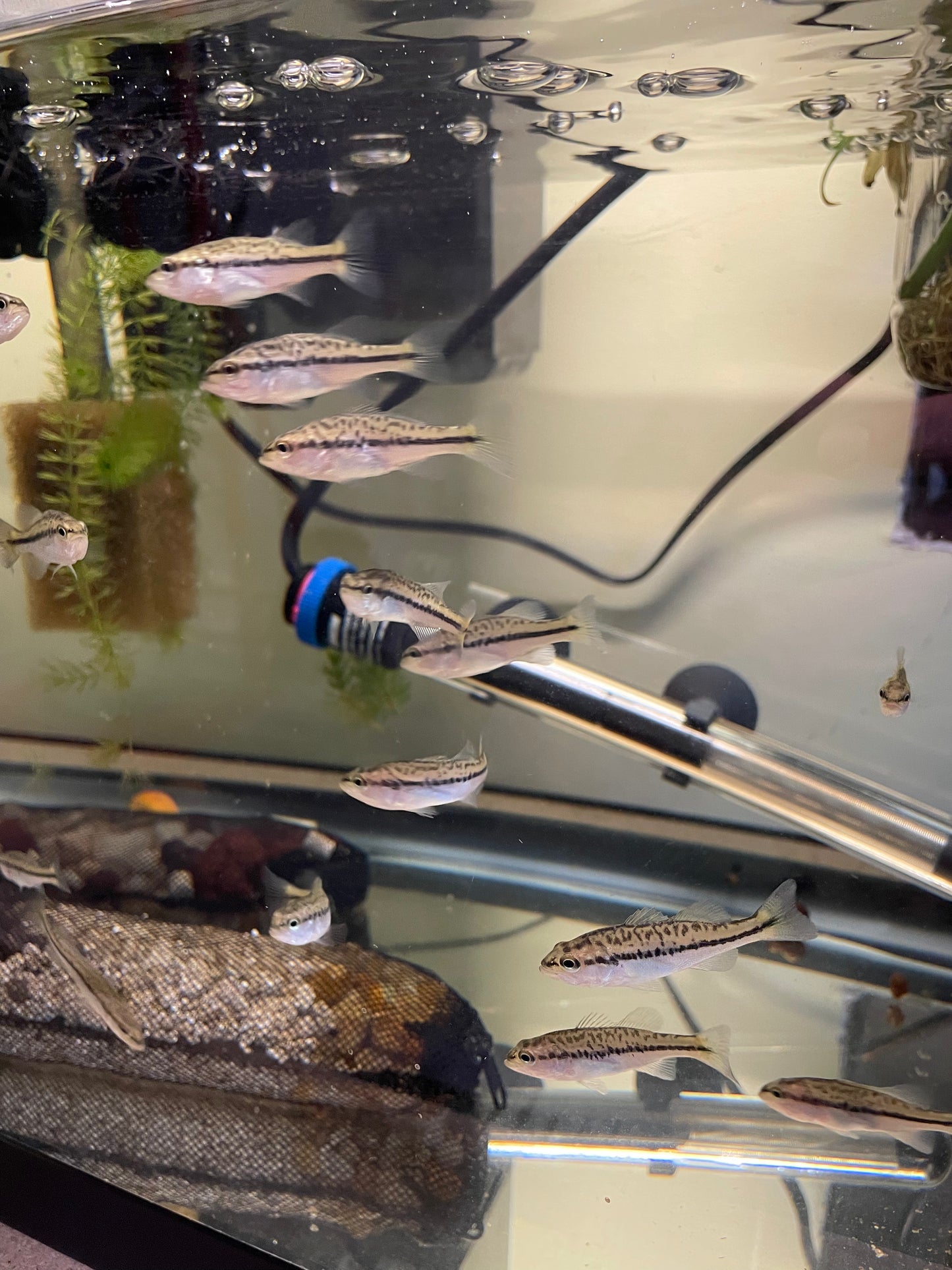 Largemouth Bass (Micropterus salmoides)