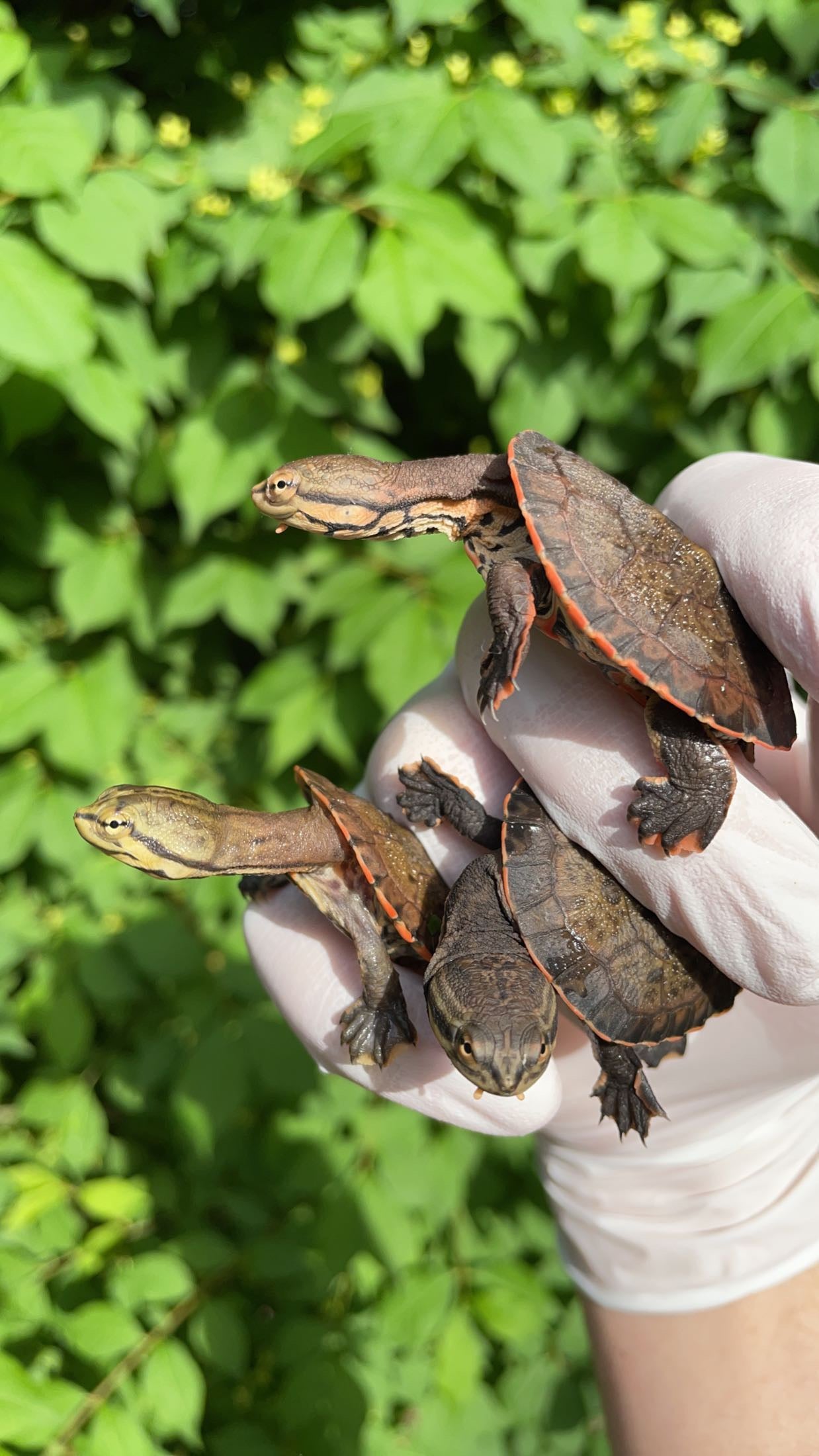 Geoffroy’s Side-necked Turtle (Phrynops geoffroanus)