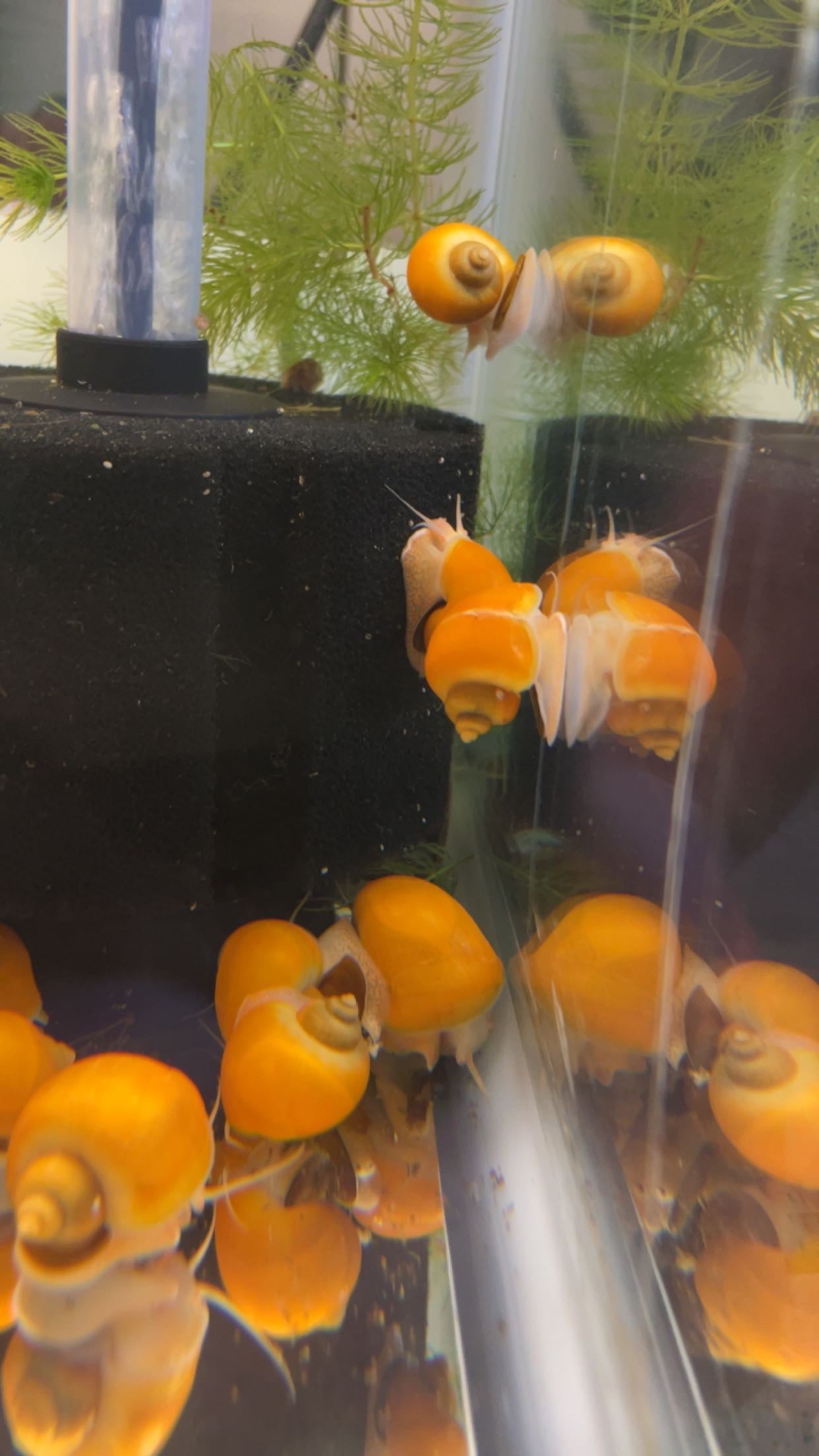 Gold Mystery Snail (Pomacea bridgesii)